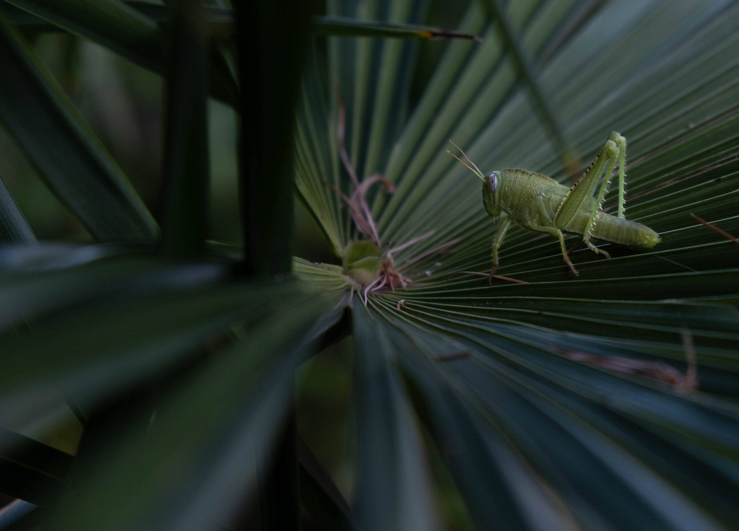 che hai da guardare ?