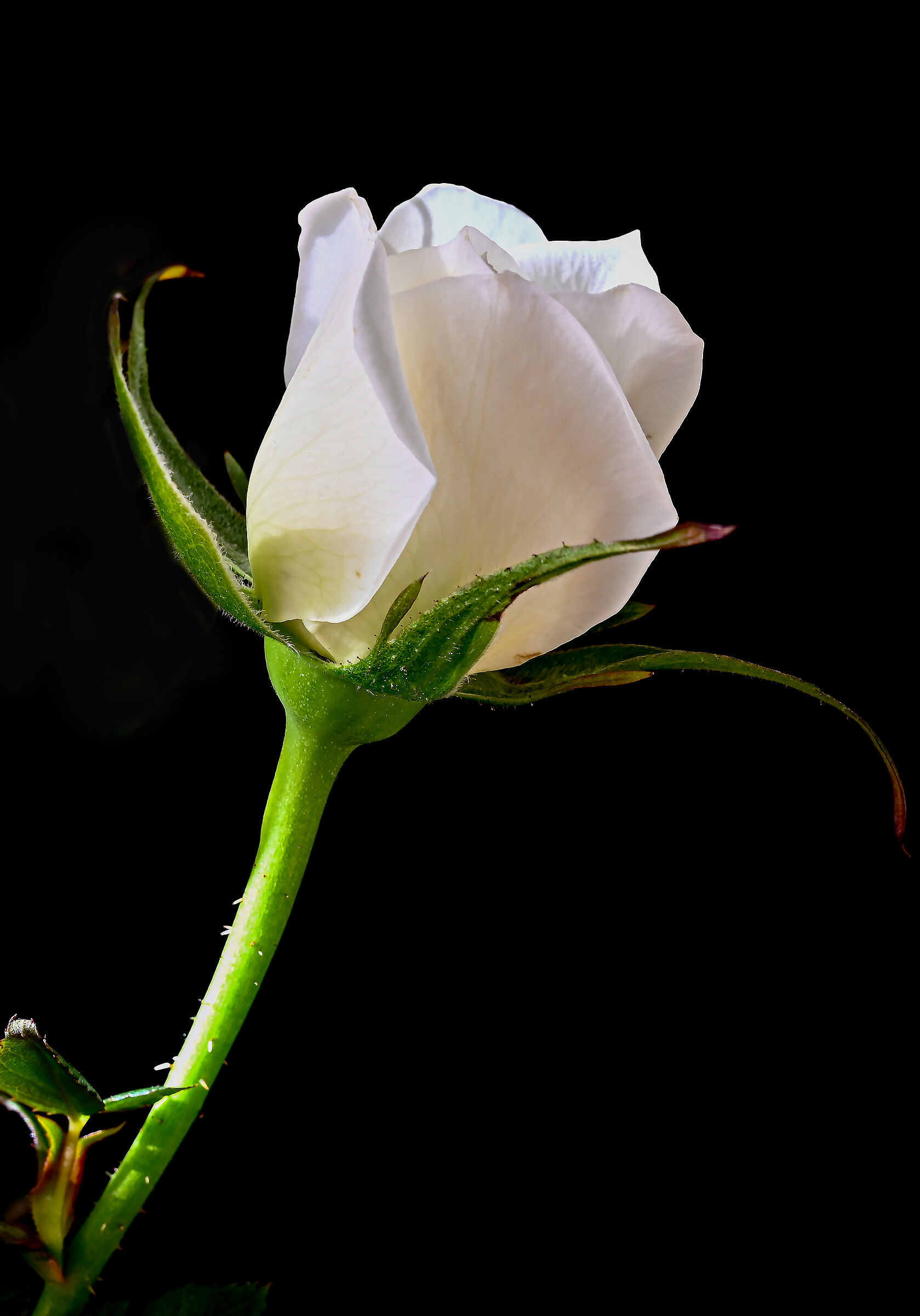 A delicate white