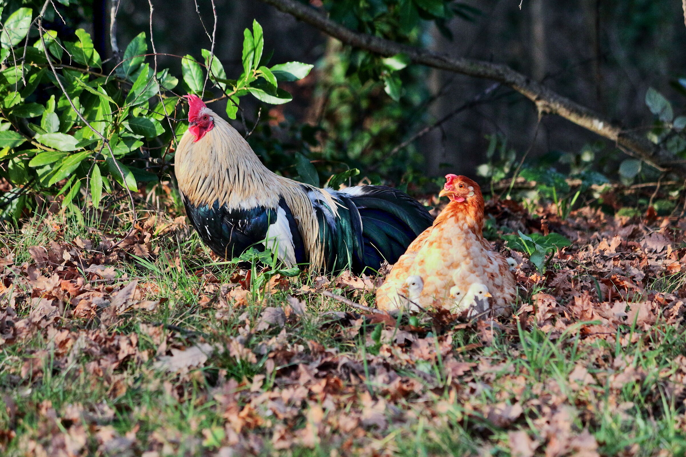 To the warmth under mom's feathers, but curious