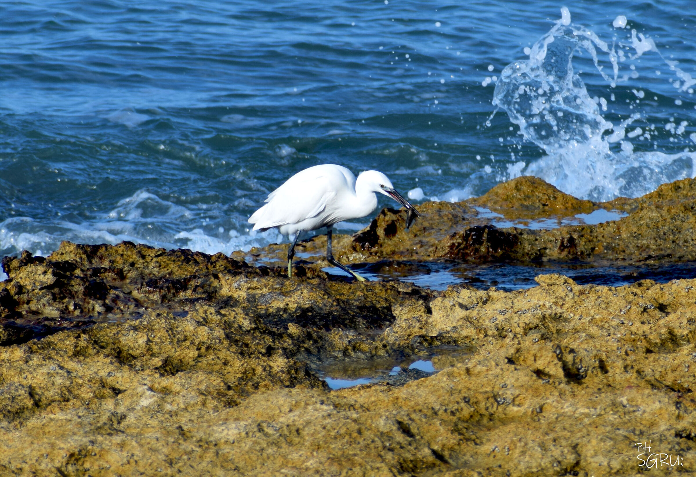La bavosa sfortunata