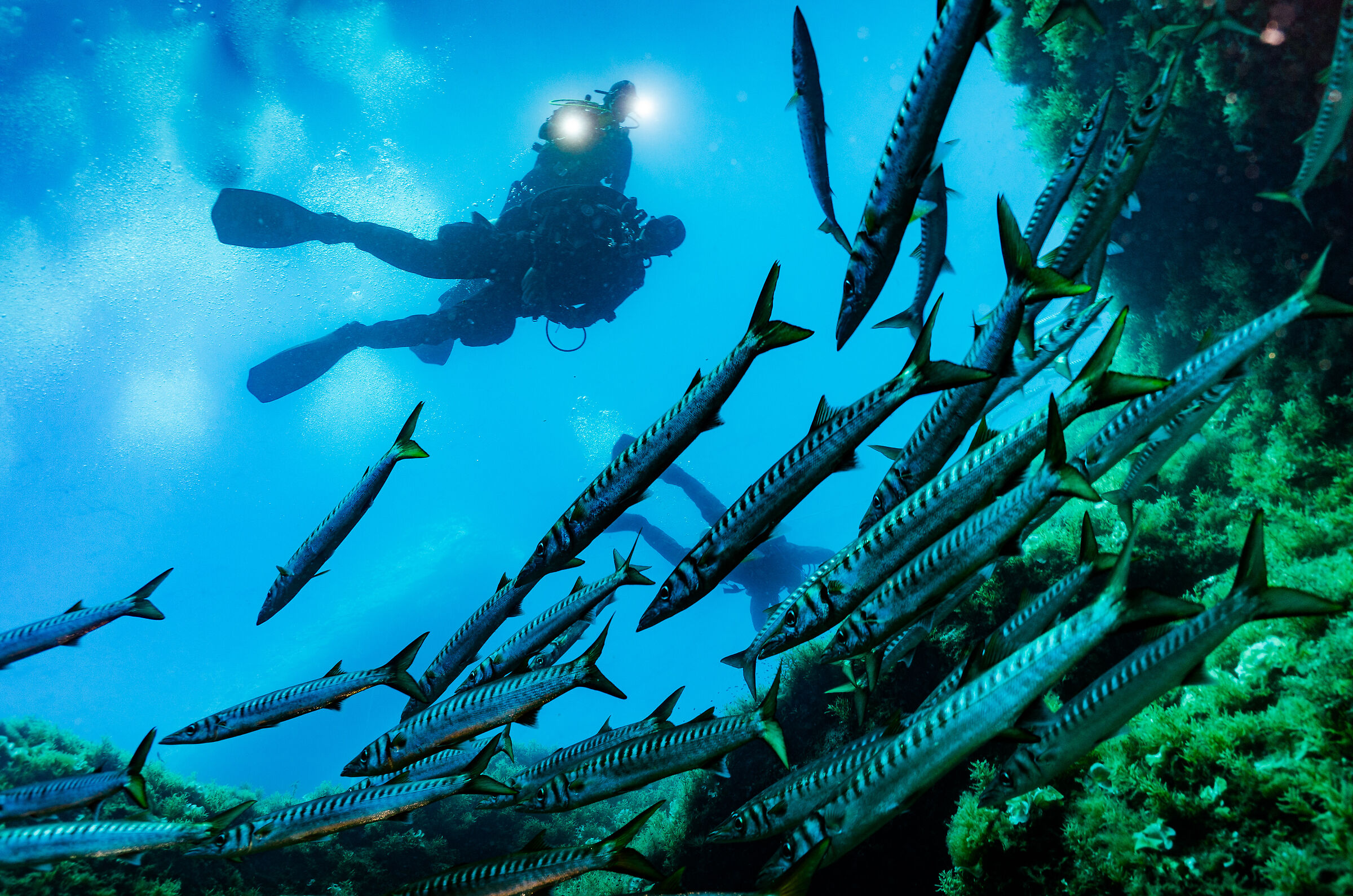 barracuda 3
