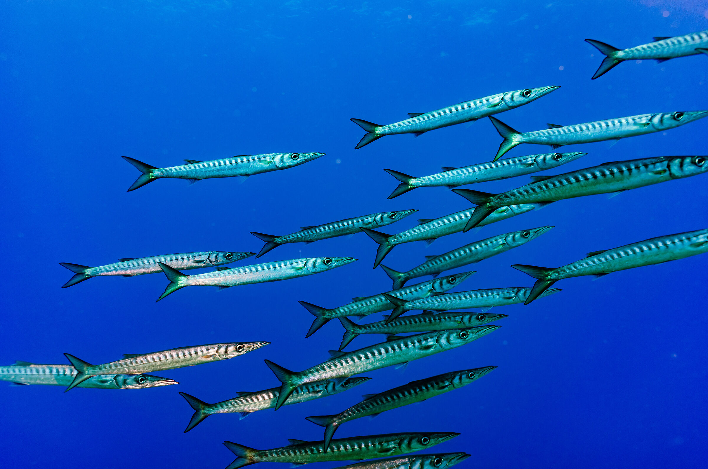 barracuda 4