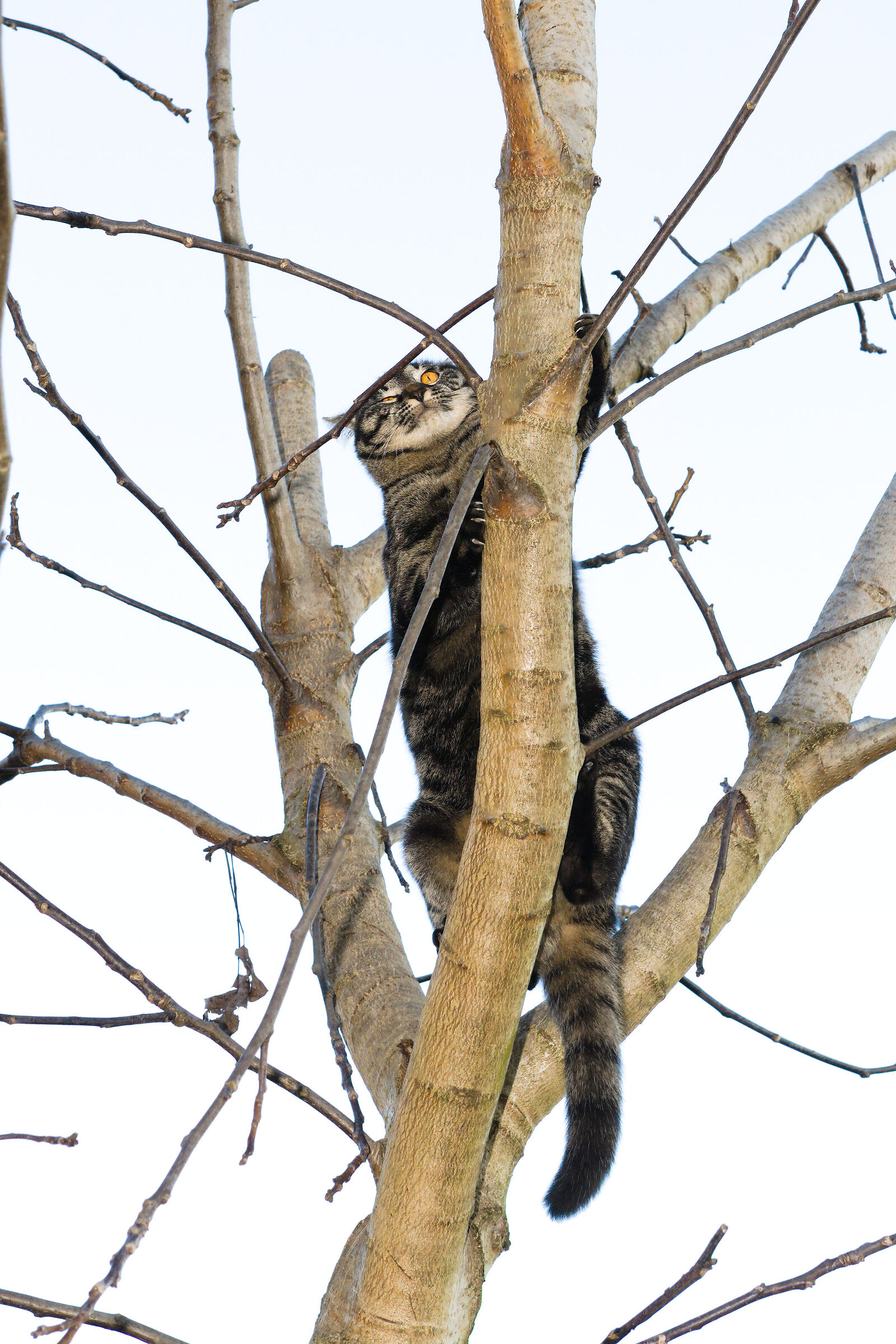 Daiccheccipaaasso!! ..