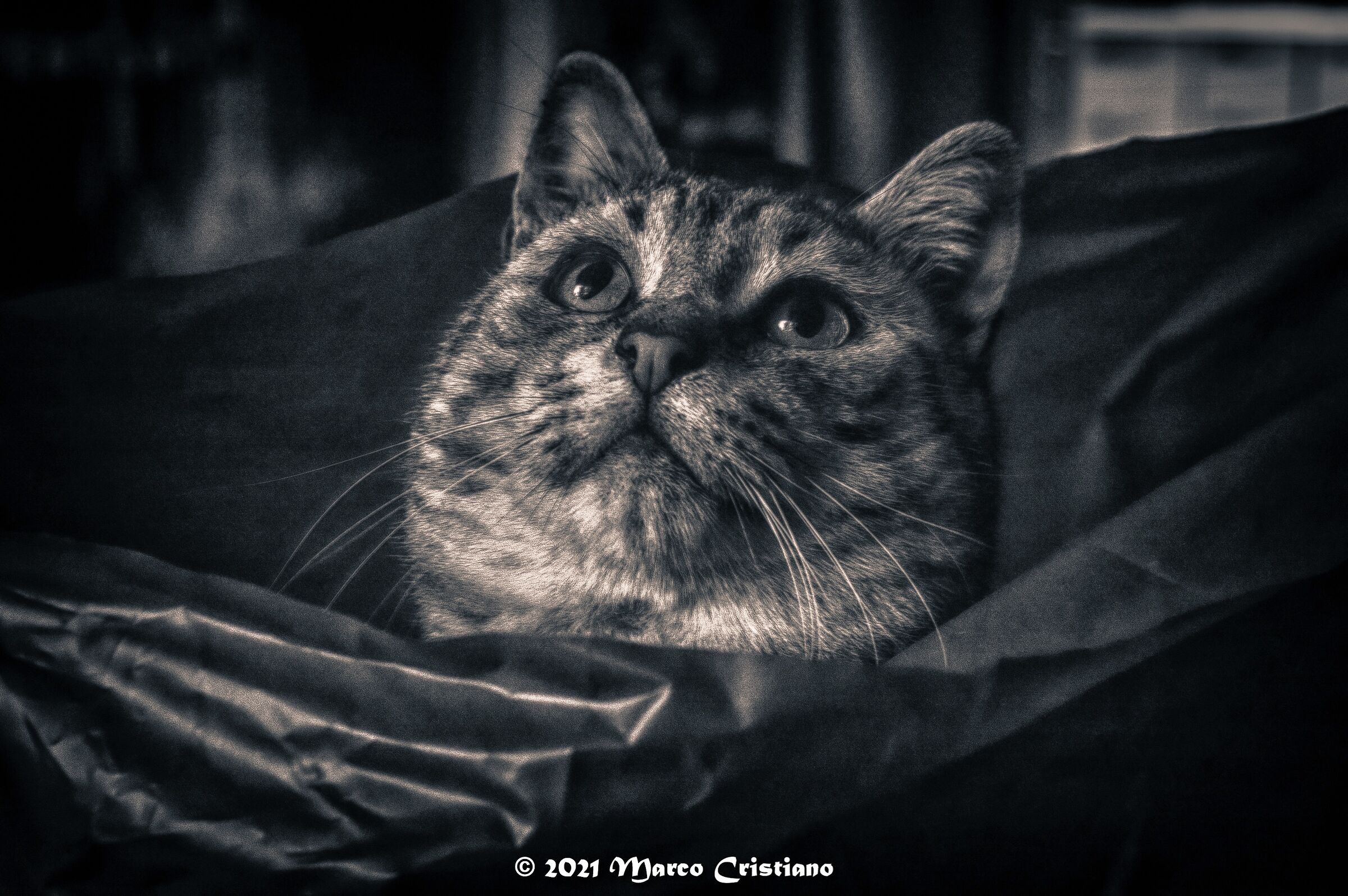 Pan in the shopping bag..