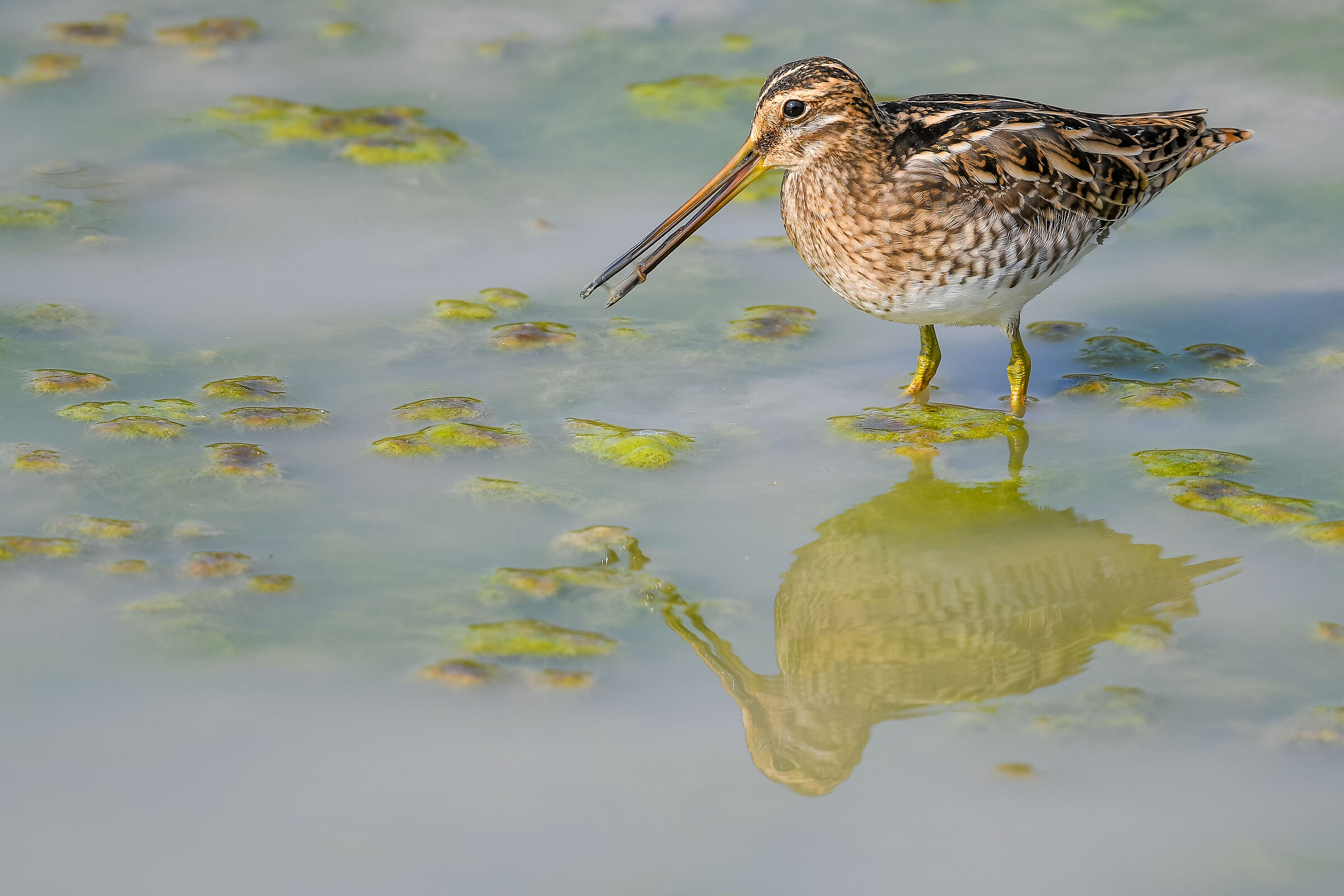 peck in feeding