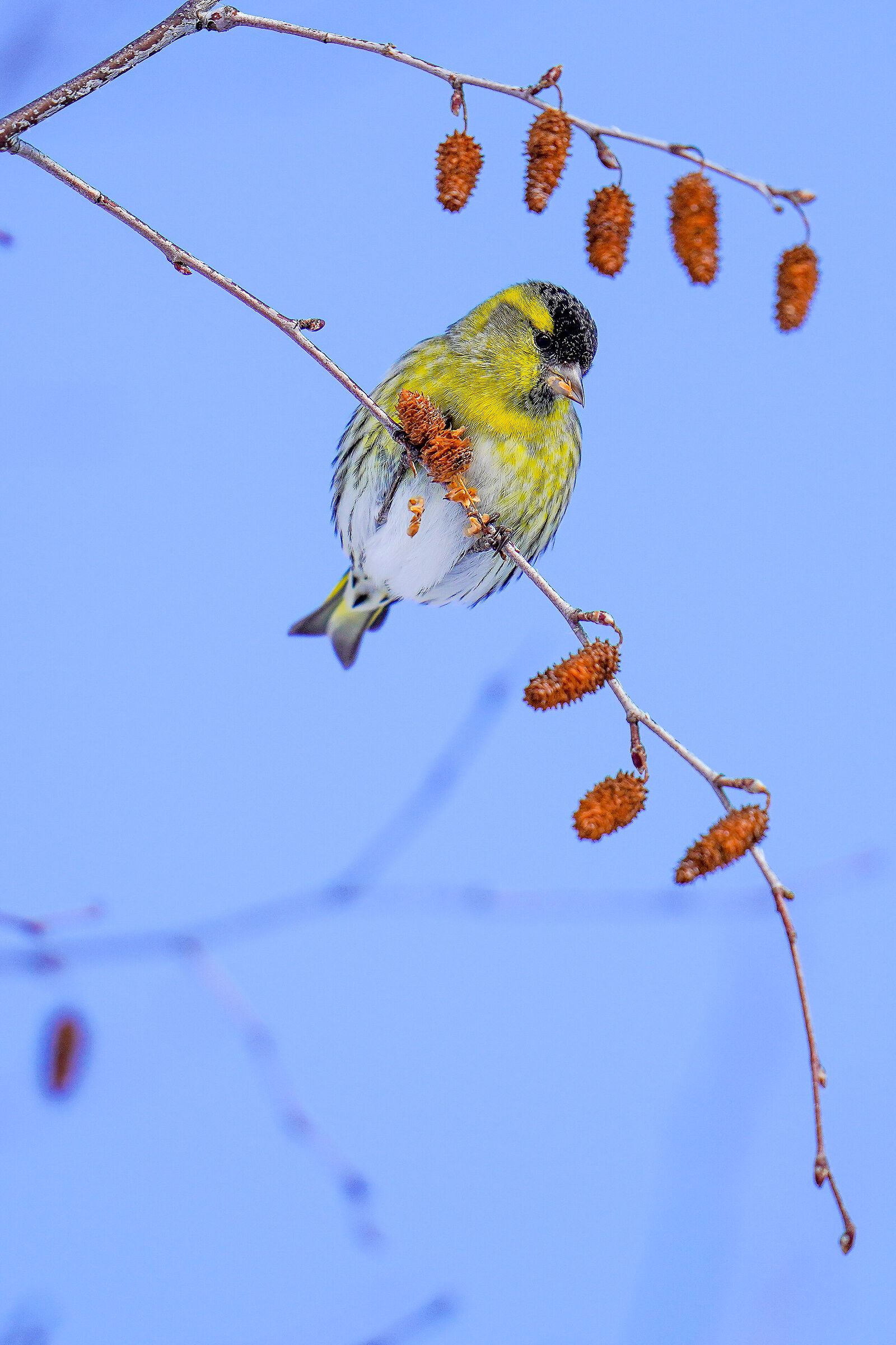 lucherino (Spinus spinus) in power supply