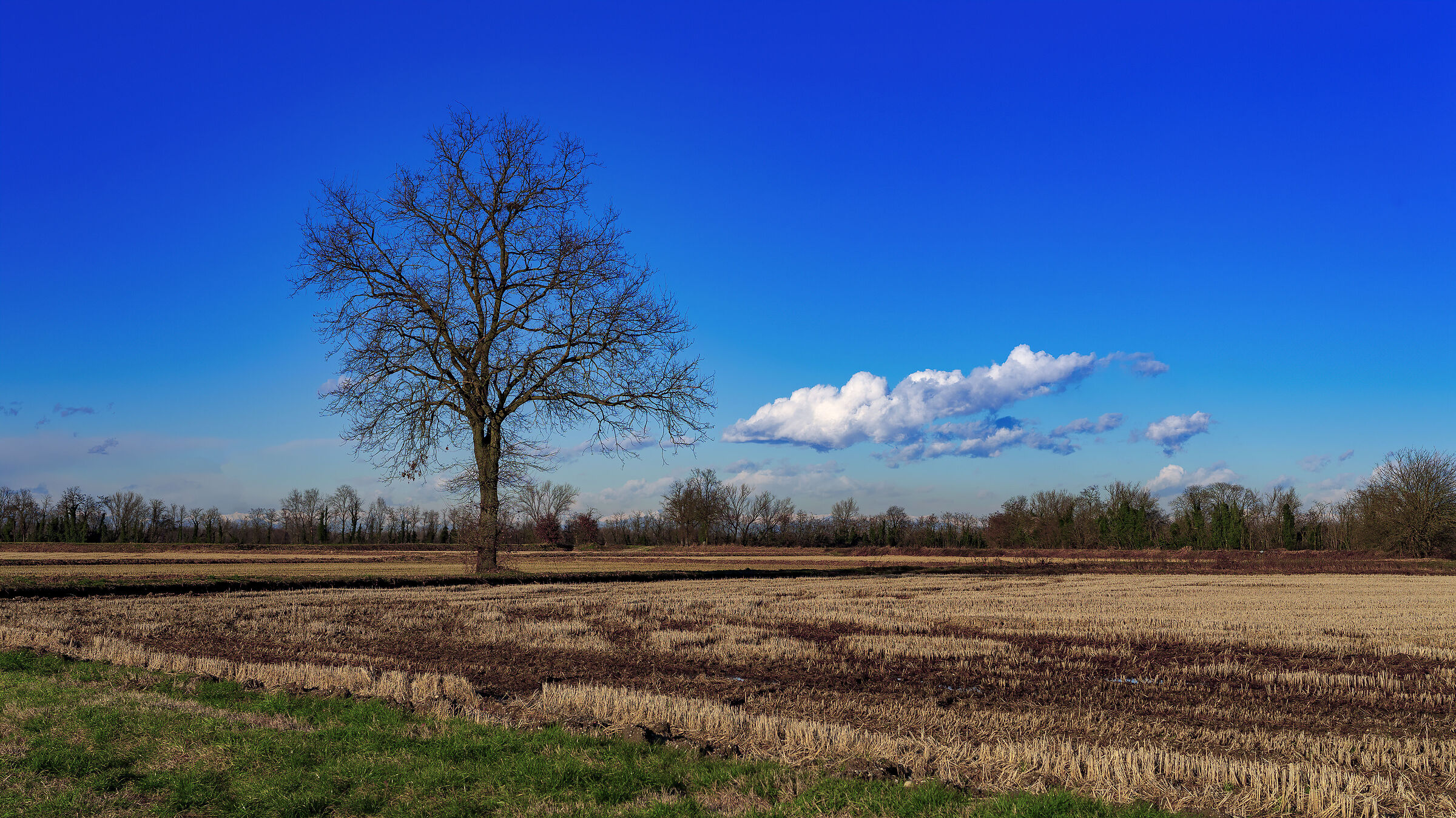 Semplicemente un albero