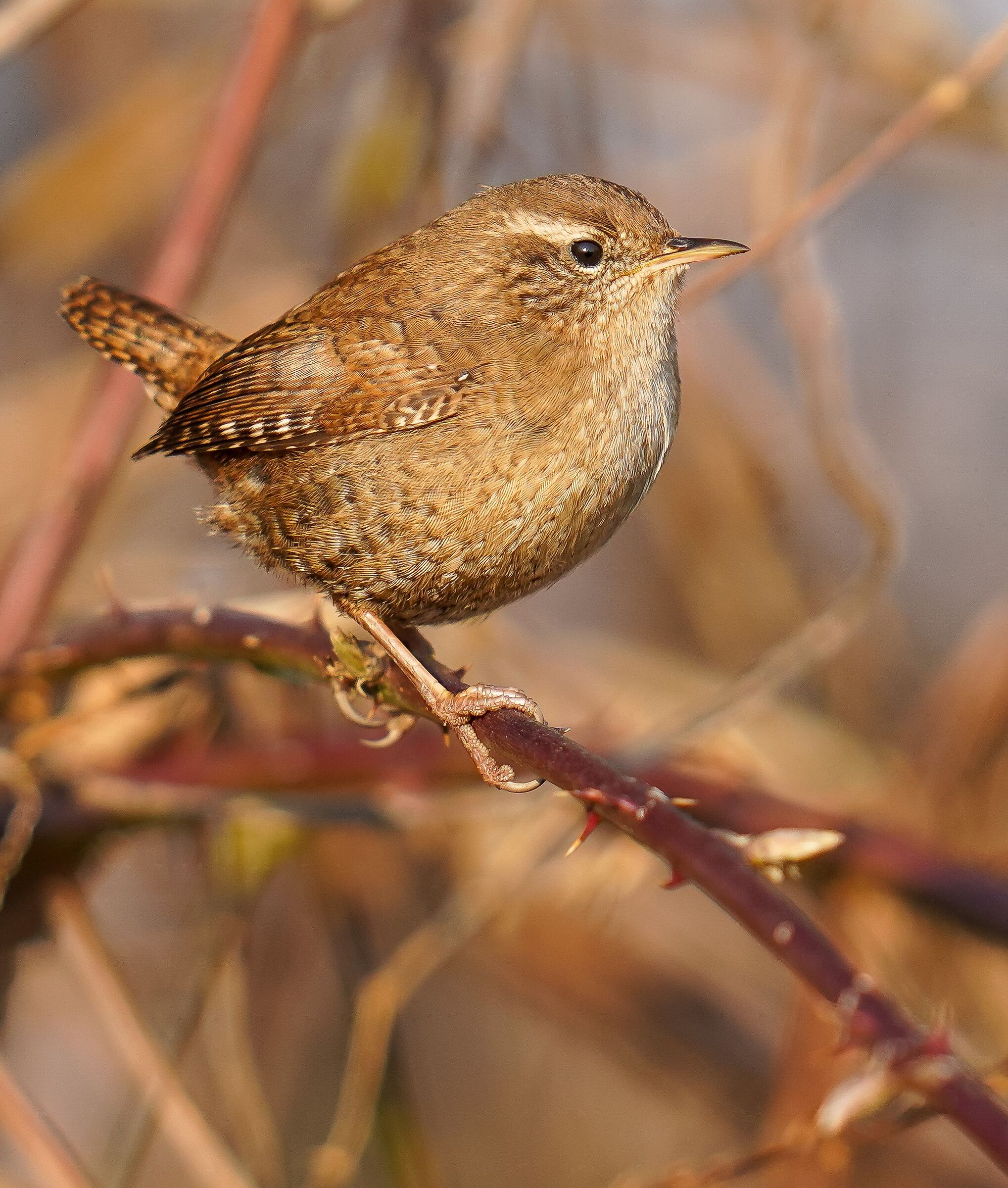 Wreafer (Troglodytes troglodytes)