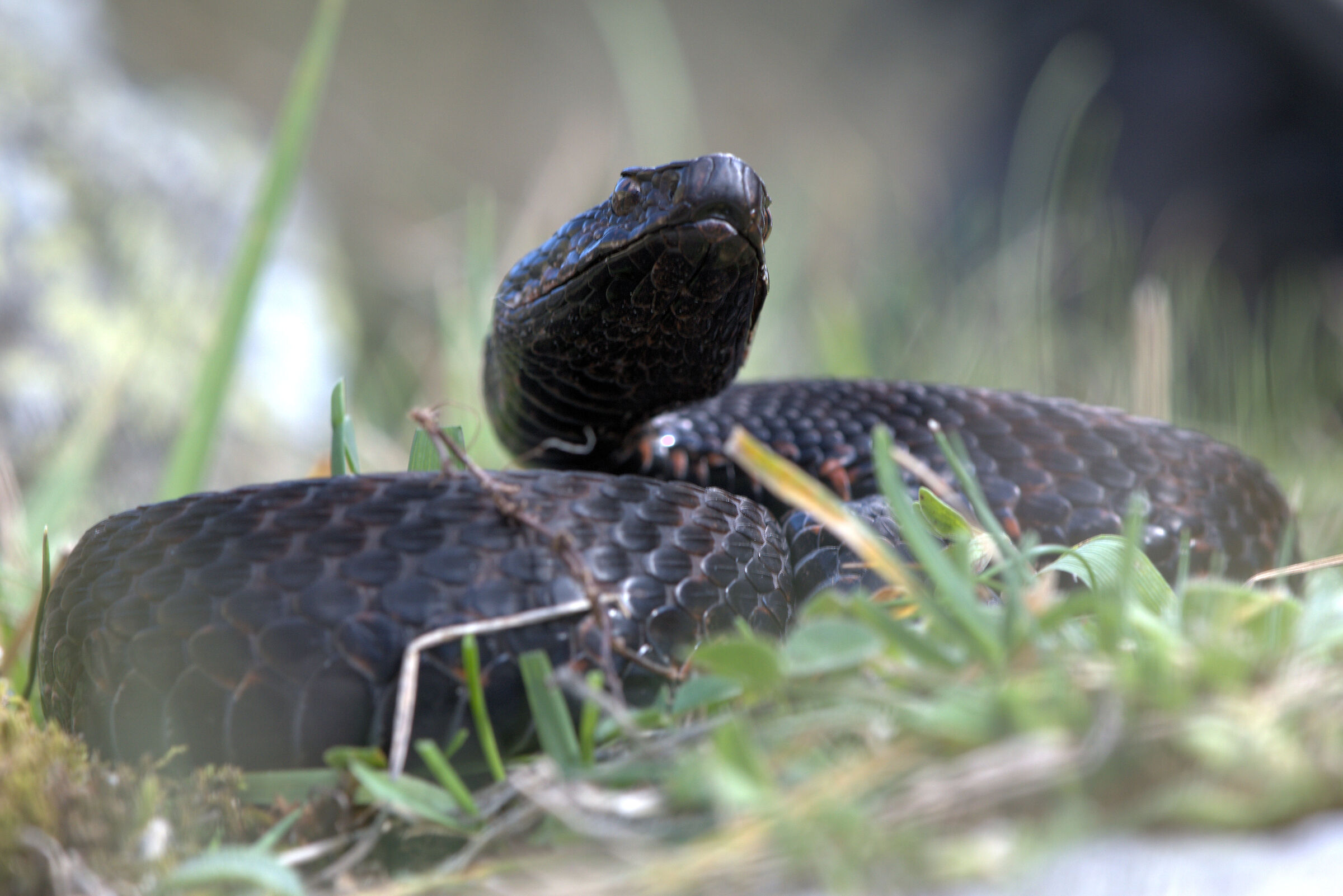 Viper aspis aspis