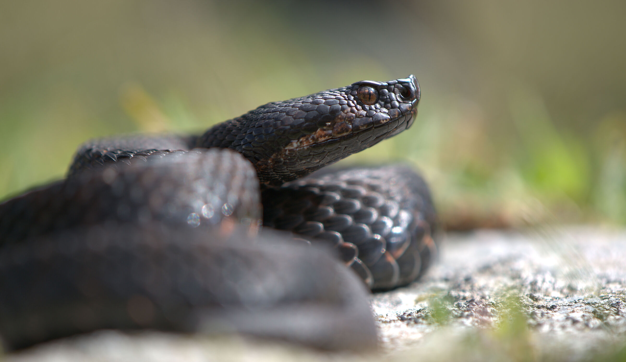 Vipera aspis aspis