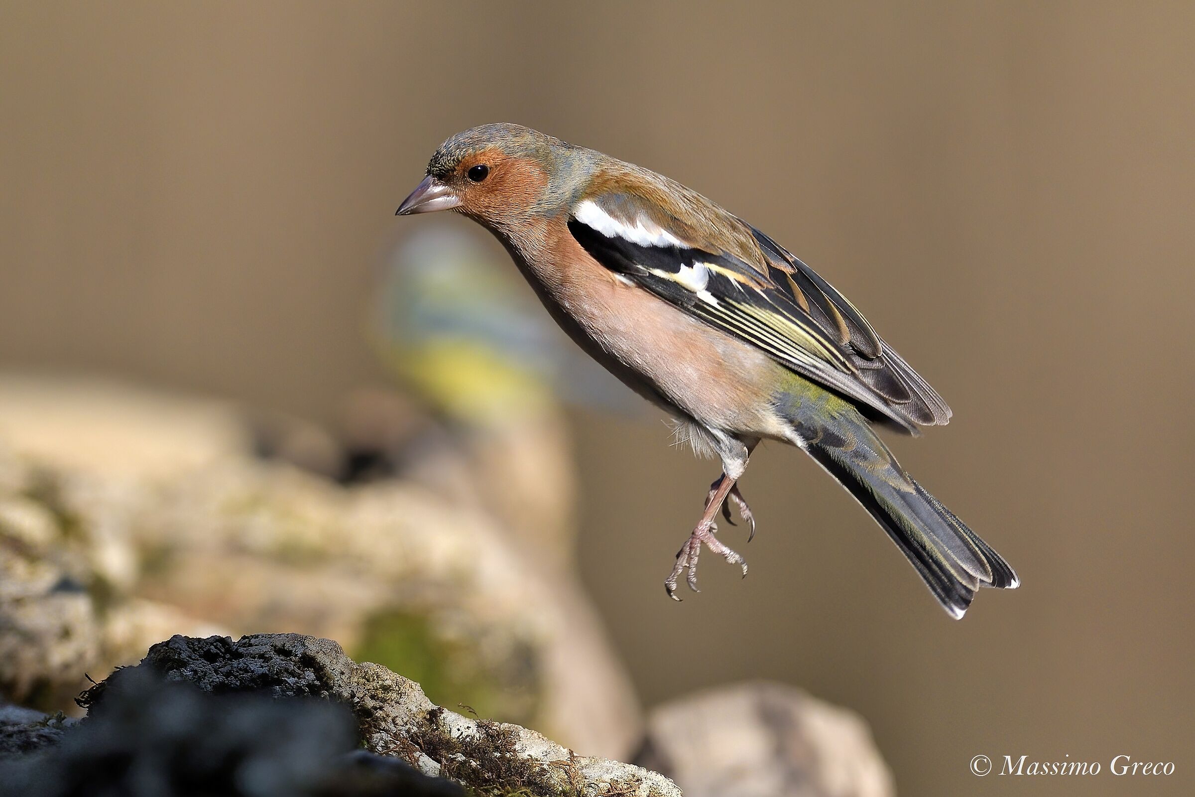 Lezioni di volo - Fringuello (Fringilla coelebs)