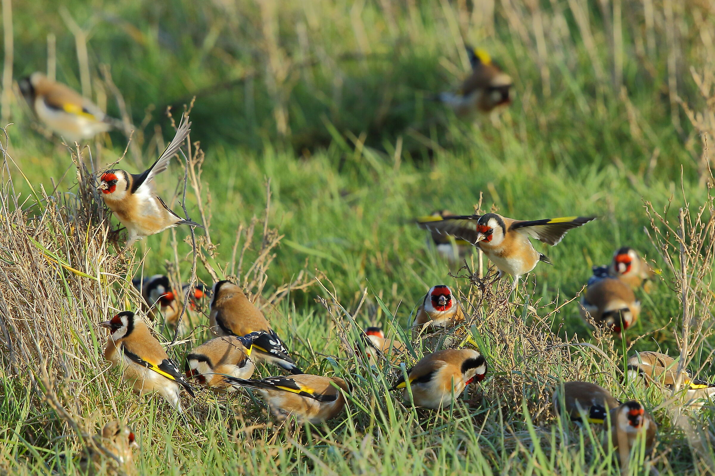 l'allegra combriccola