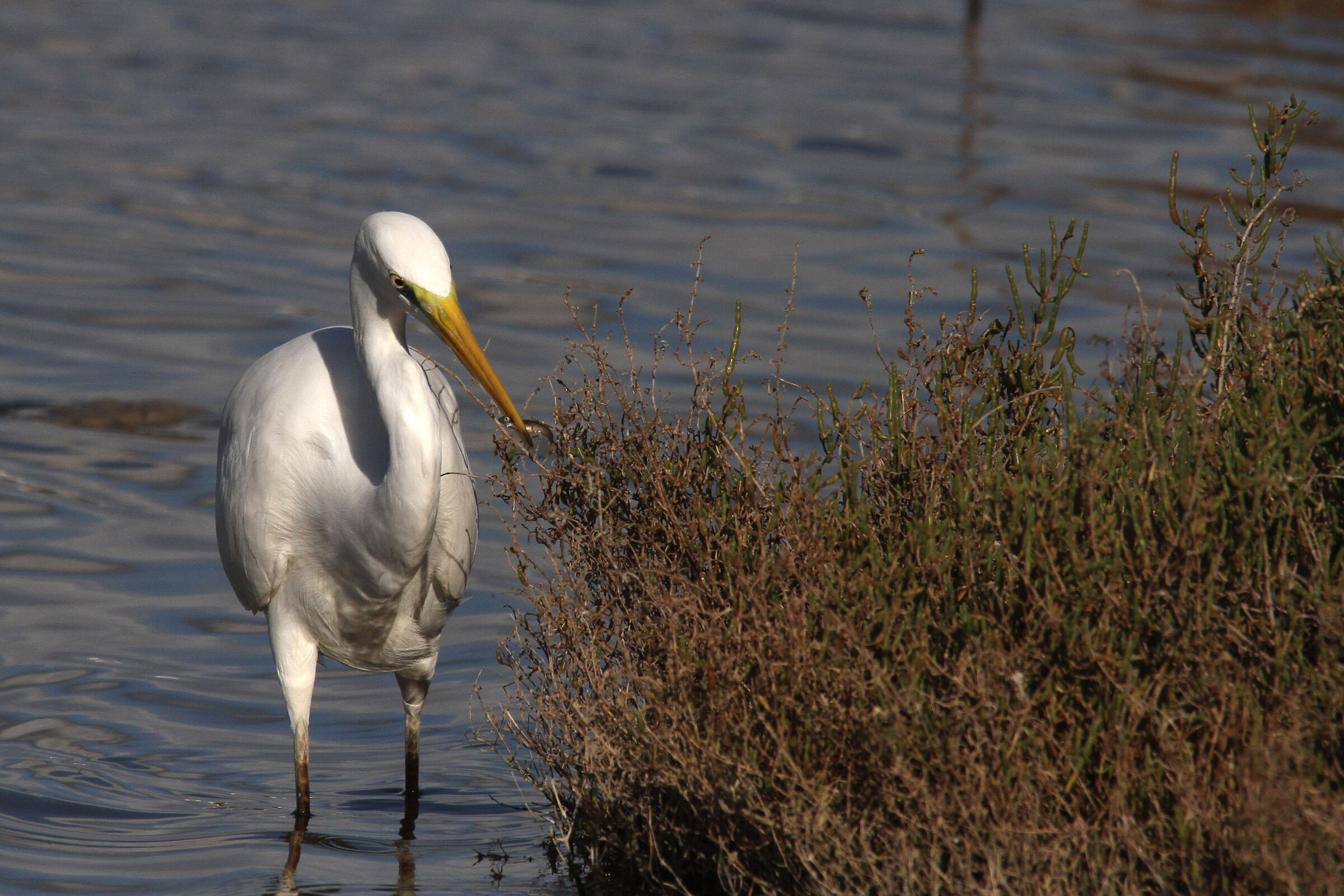 Heron