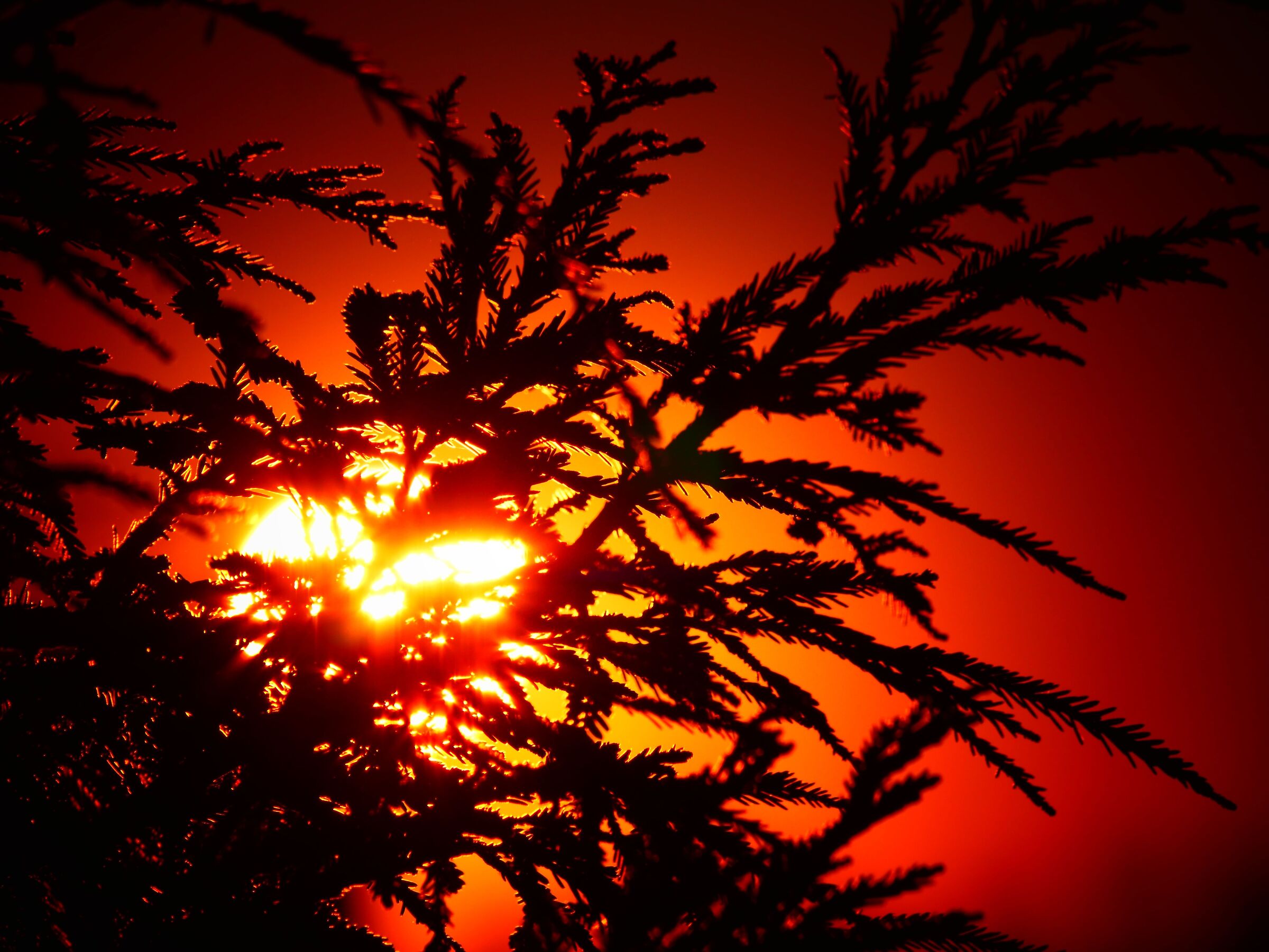 Alba 26/01/21 a modo mio