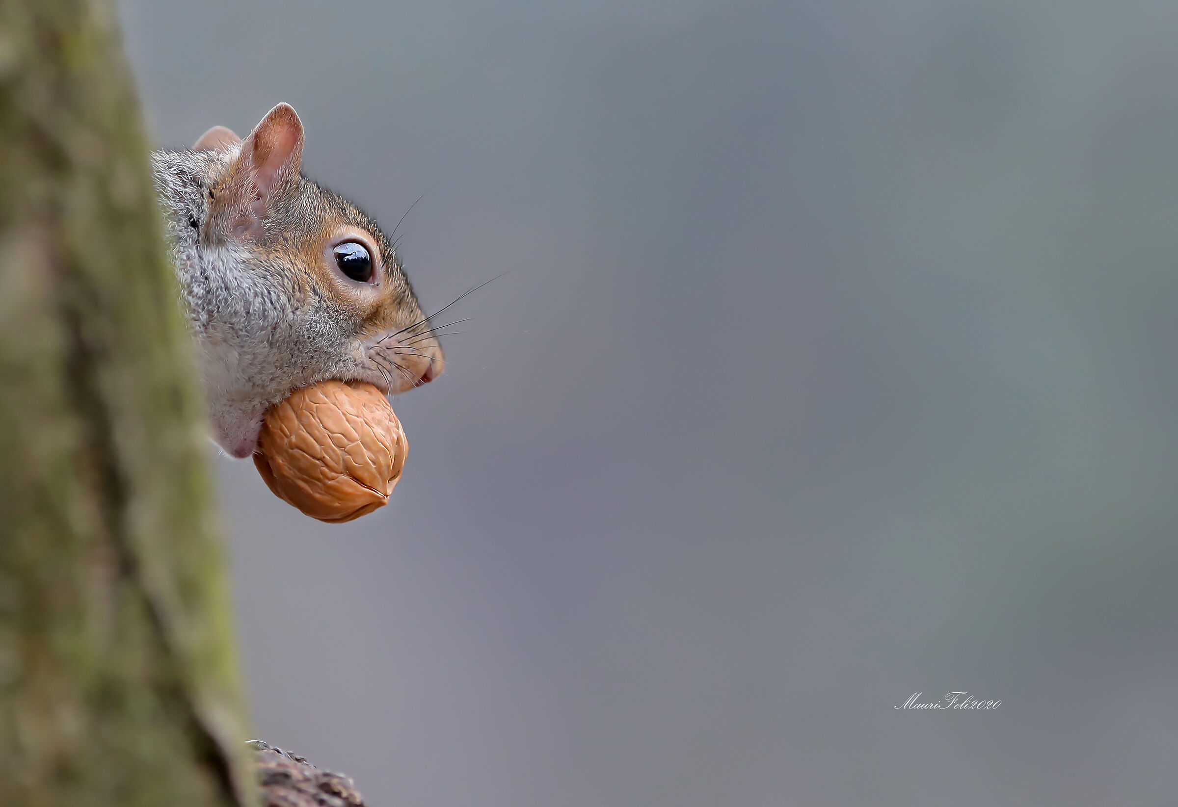 " The Nut Thief..."
