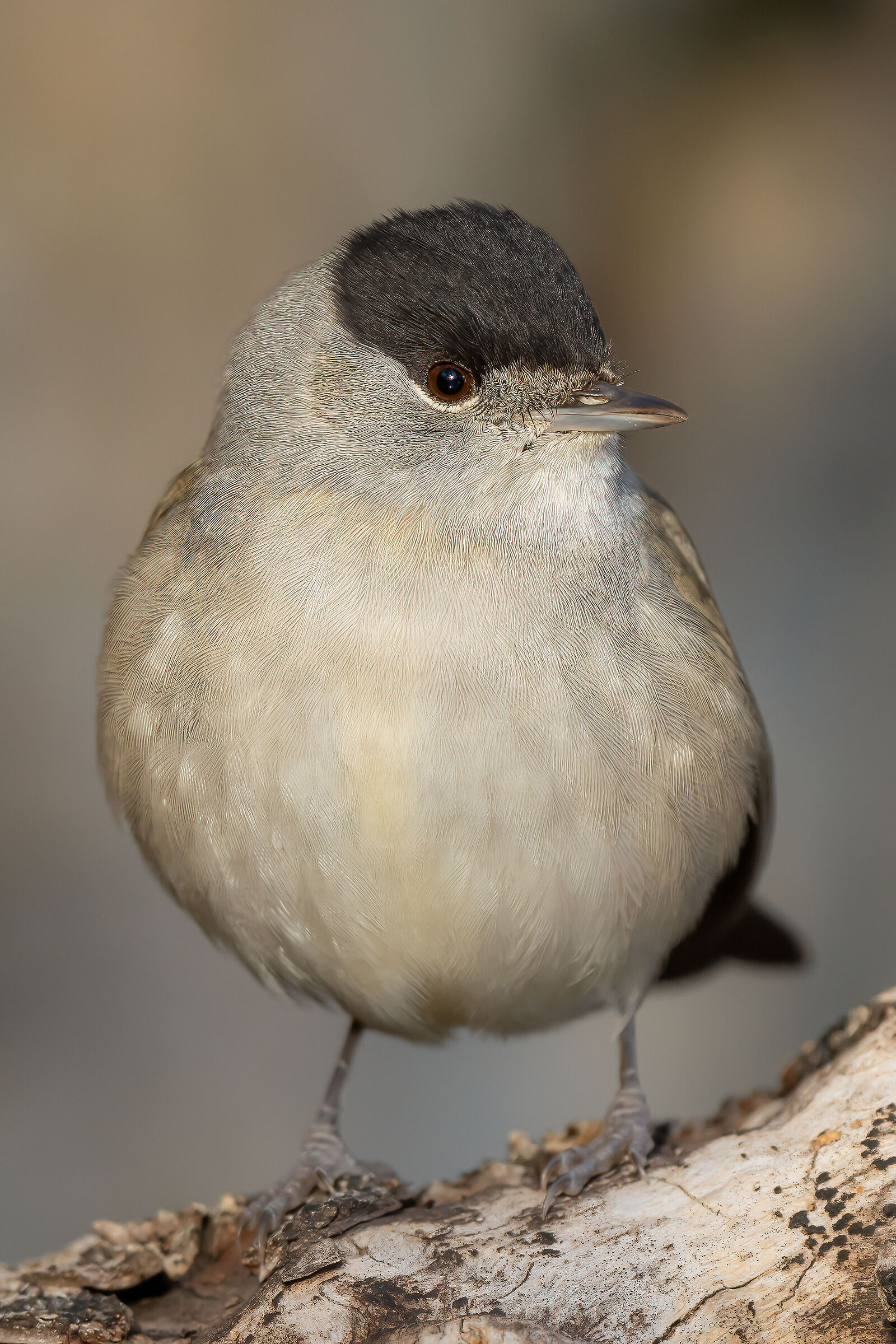 Blackcap