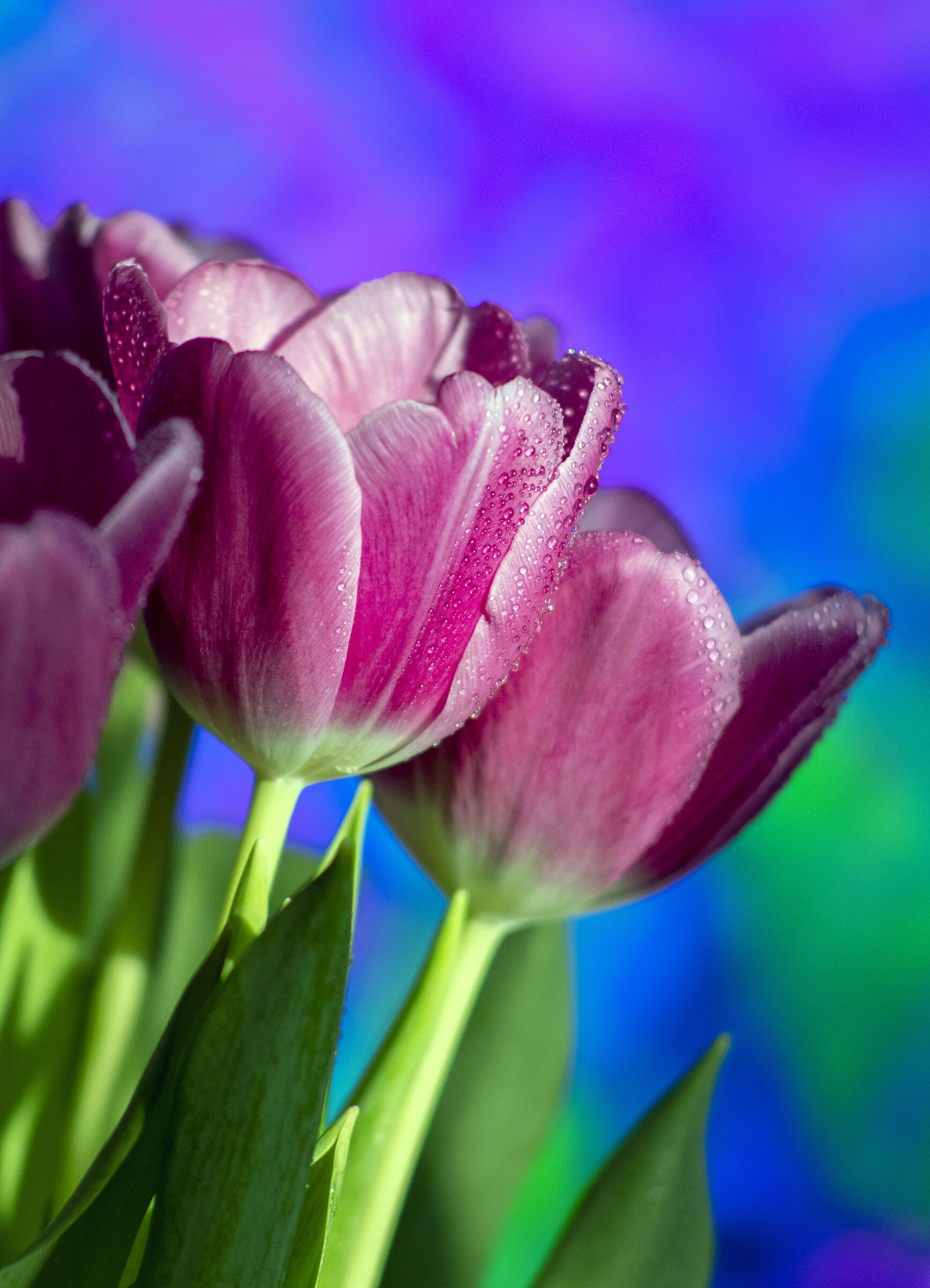 Tulipani