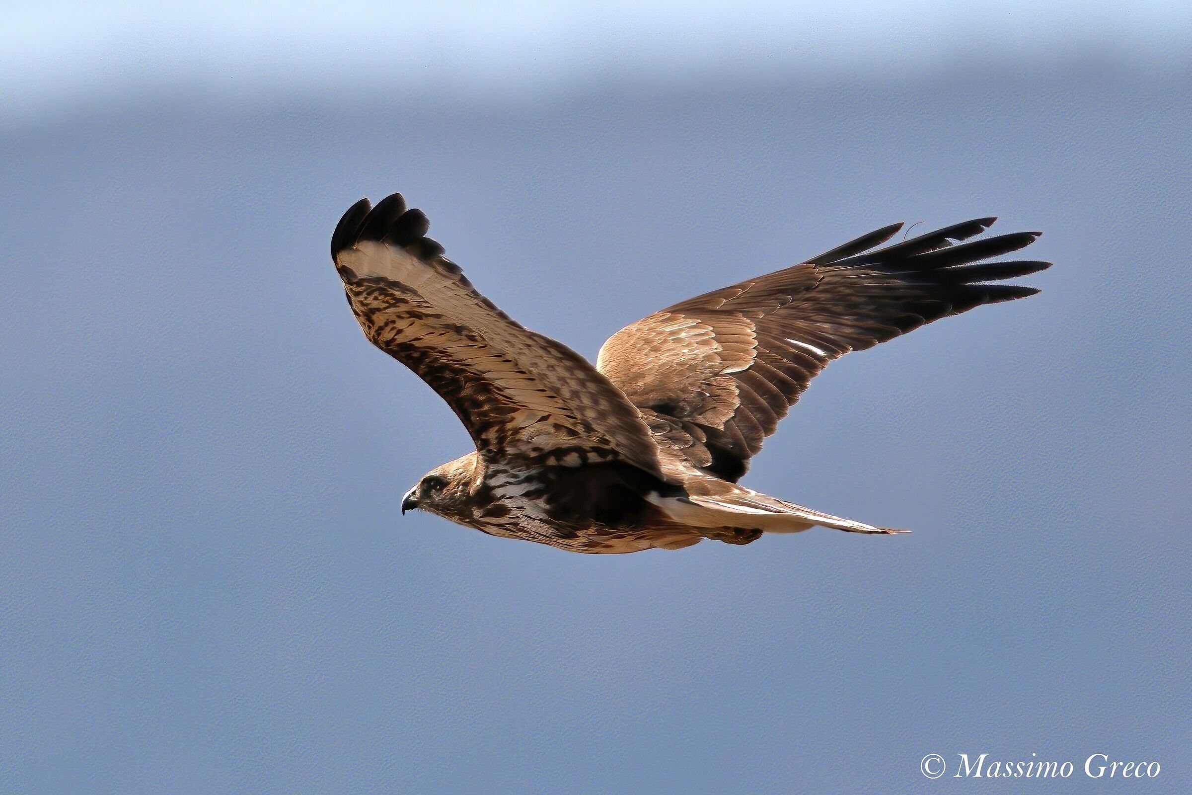 Common Poiana (Buteo buteo)