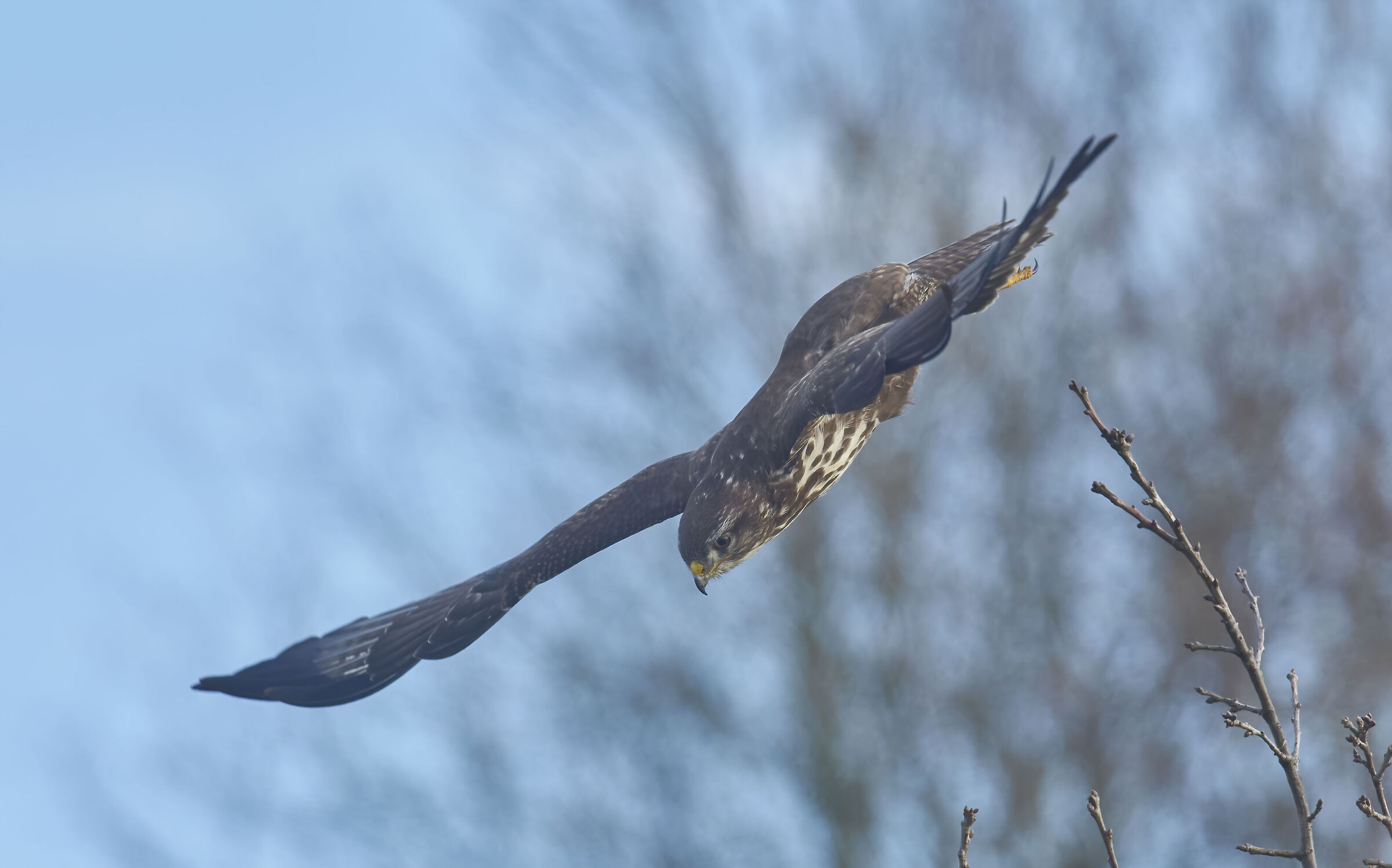 Poiana comune europea (Buteo buteo)