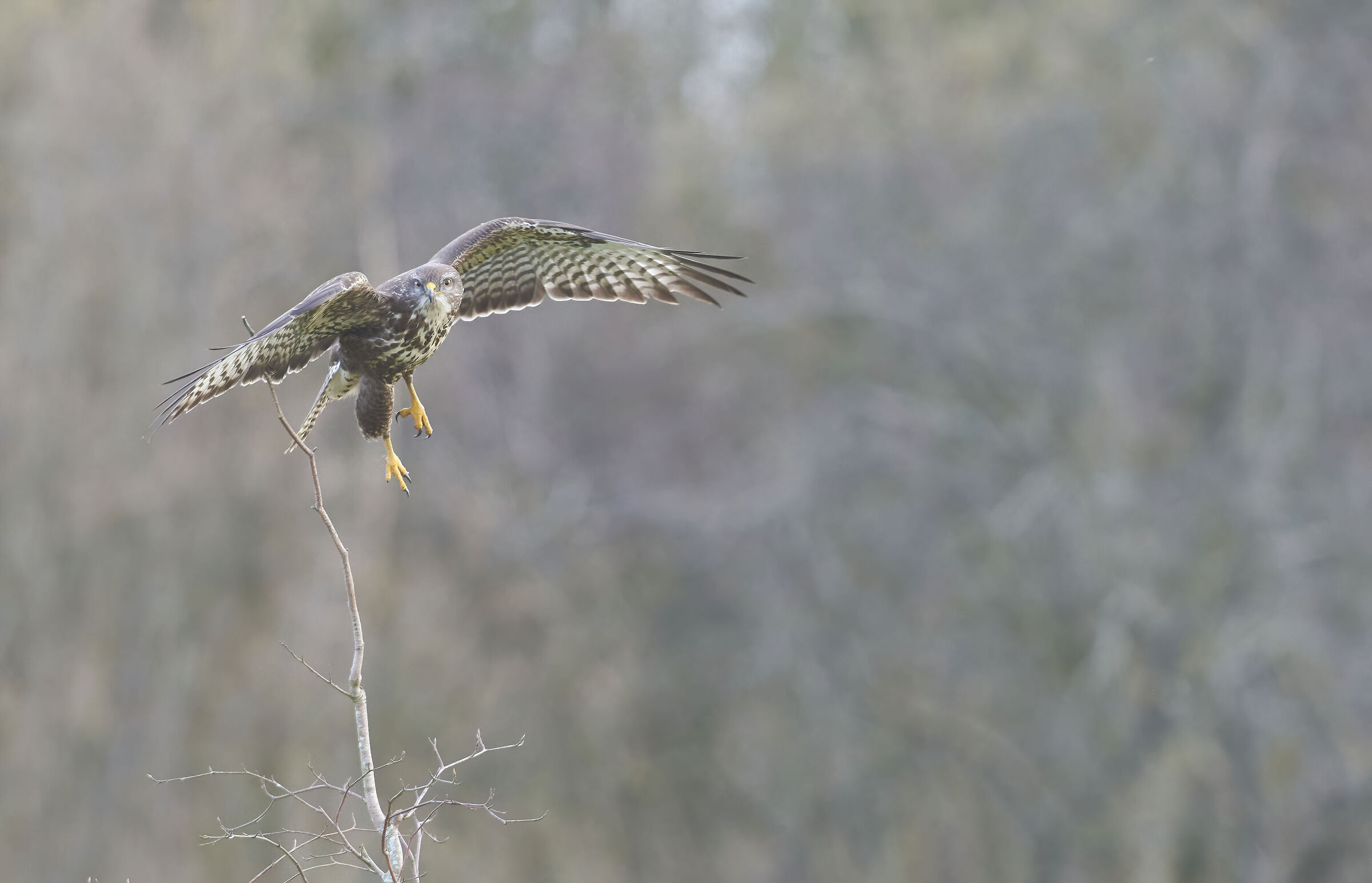 Poiana comune europea (Buteo buteo)