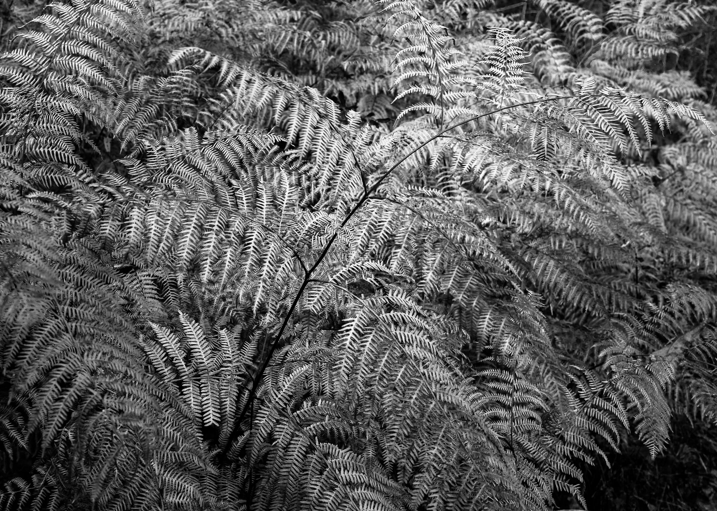 Fern