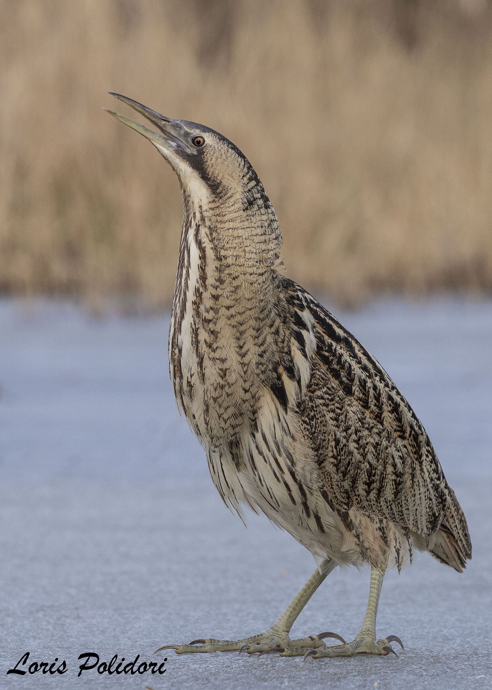 tarabuso sul ghiaccio