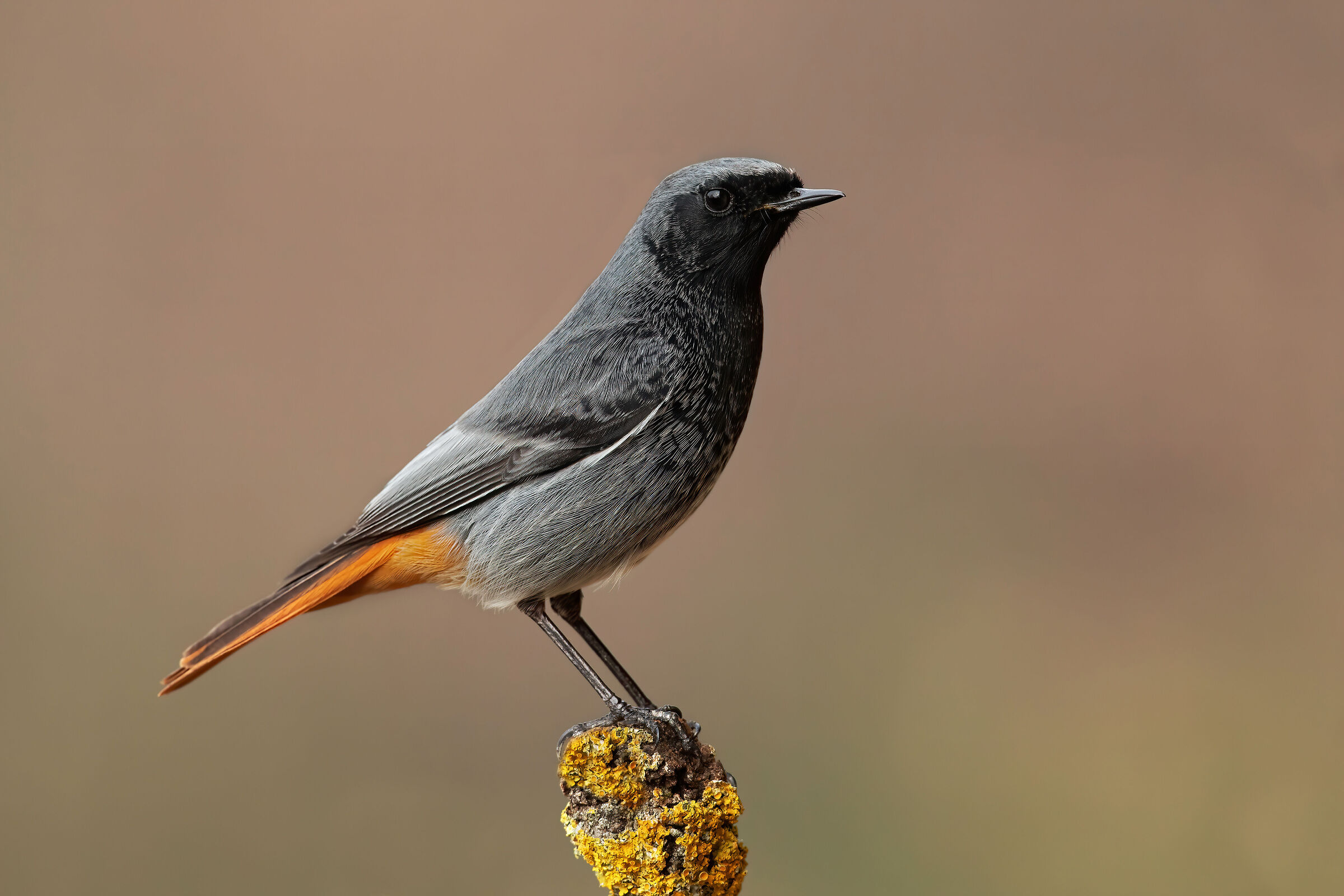 Codirosso spazzacamino