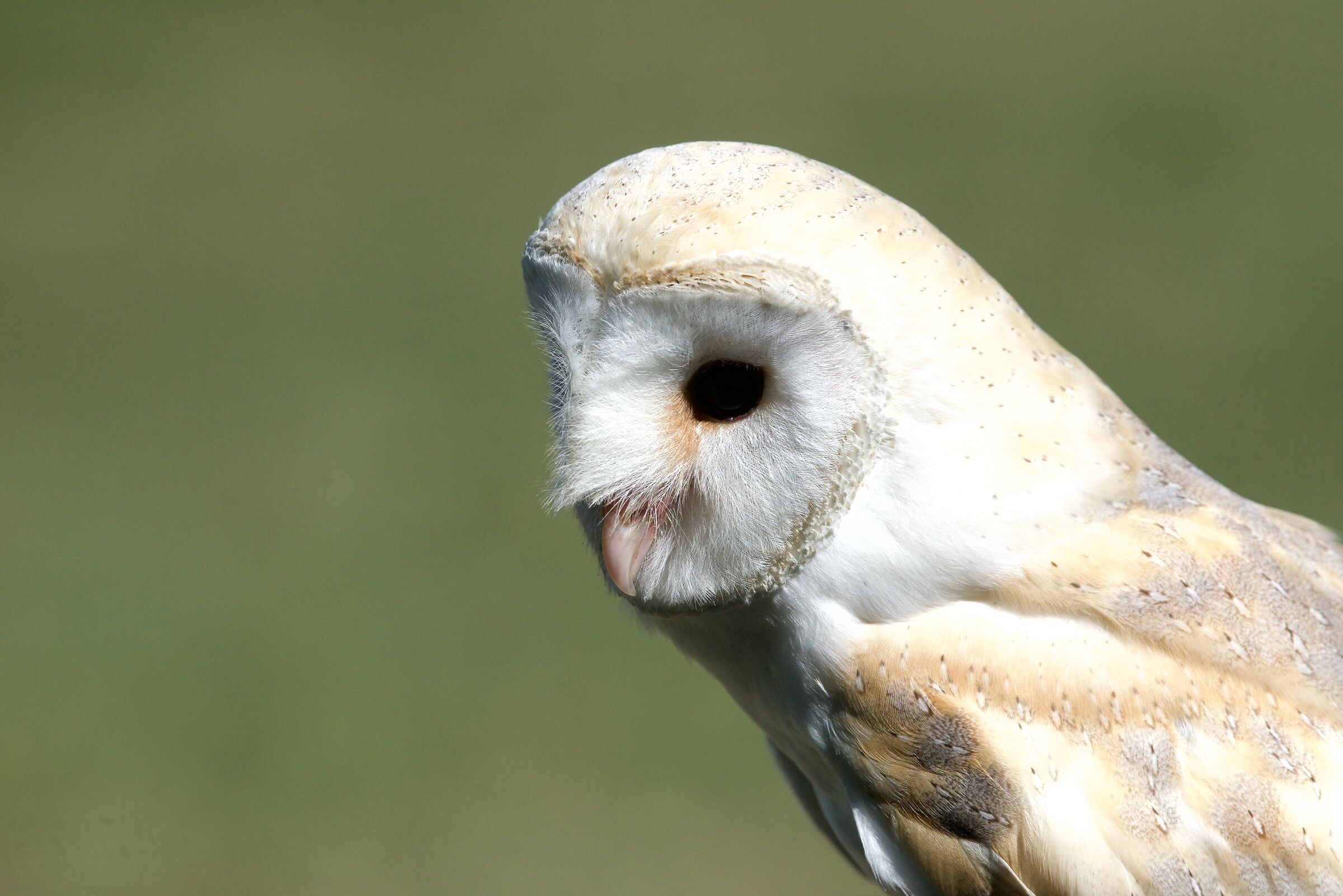 Barn owls
