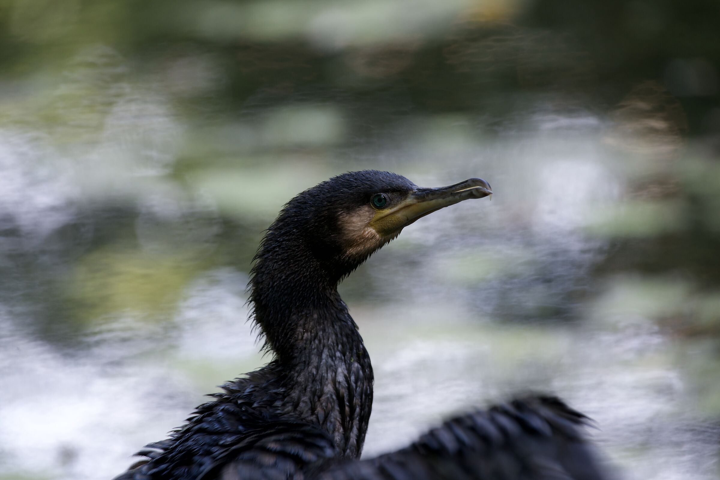 Cormorant