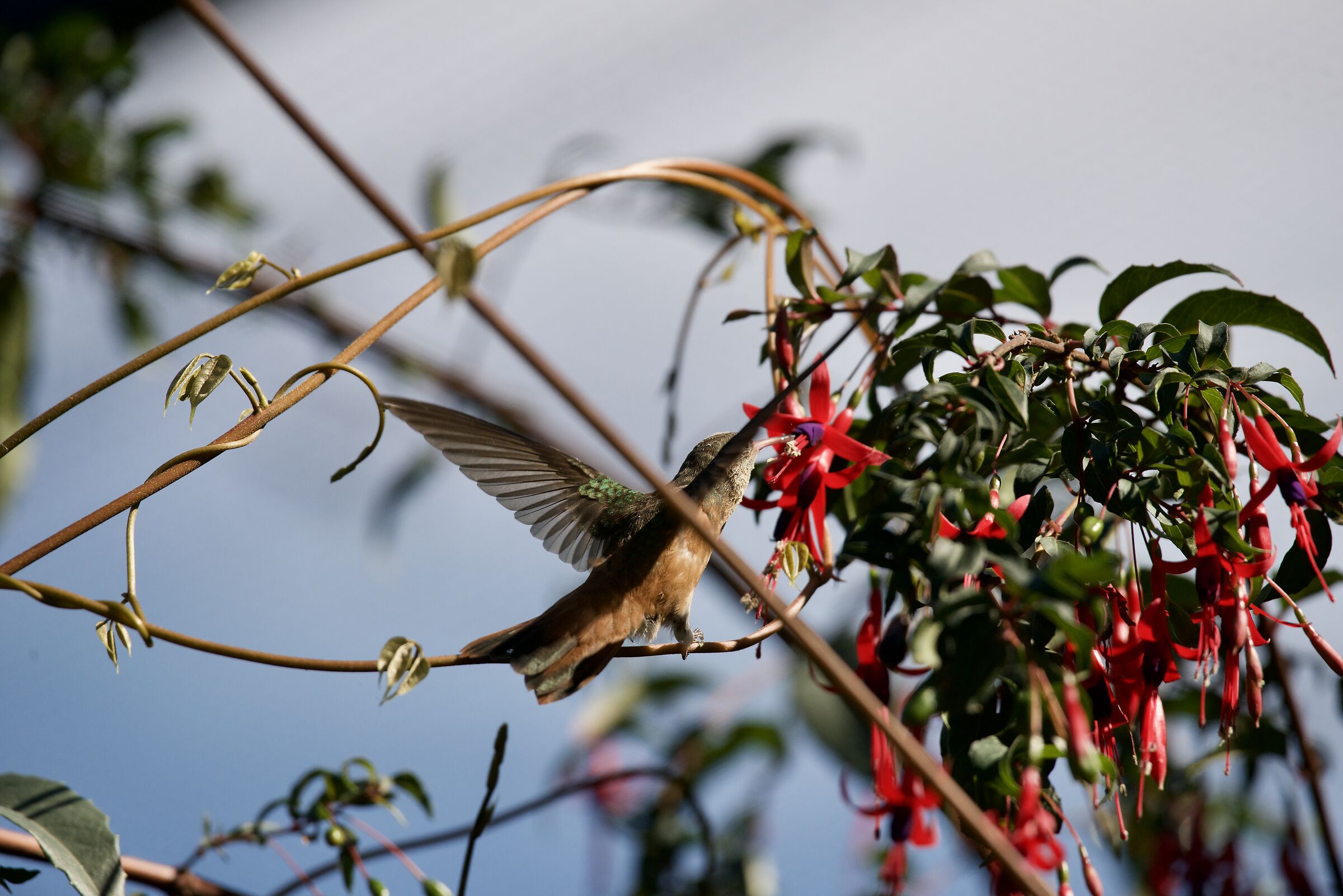 Hummingbird 3