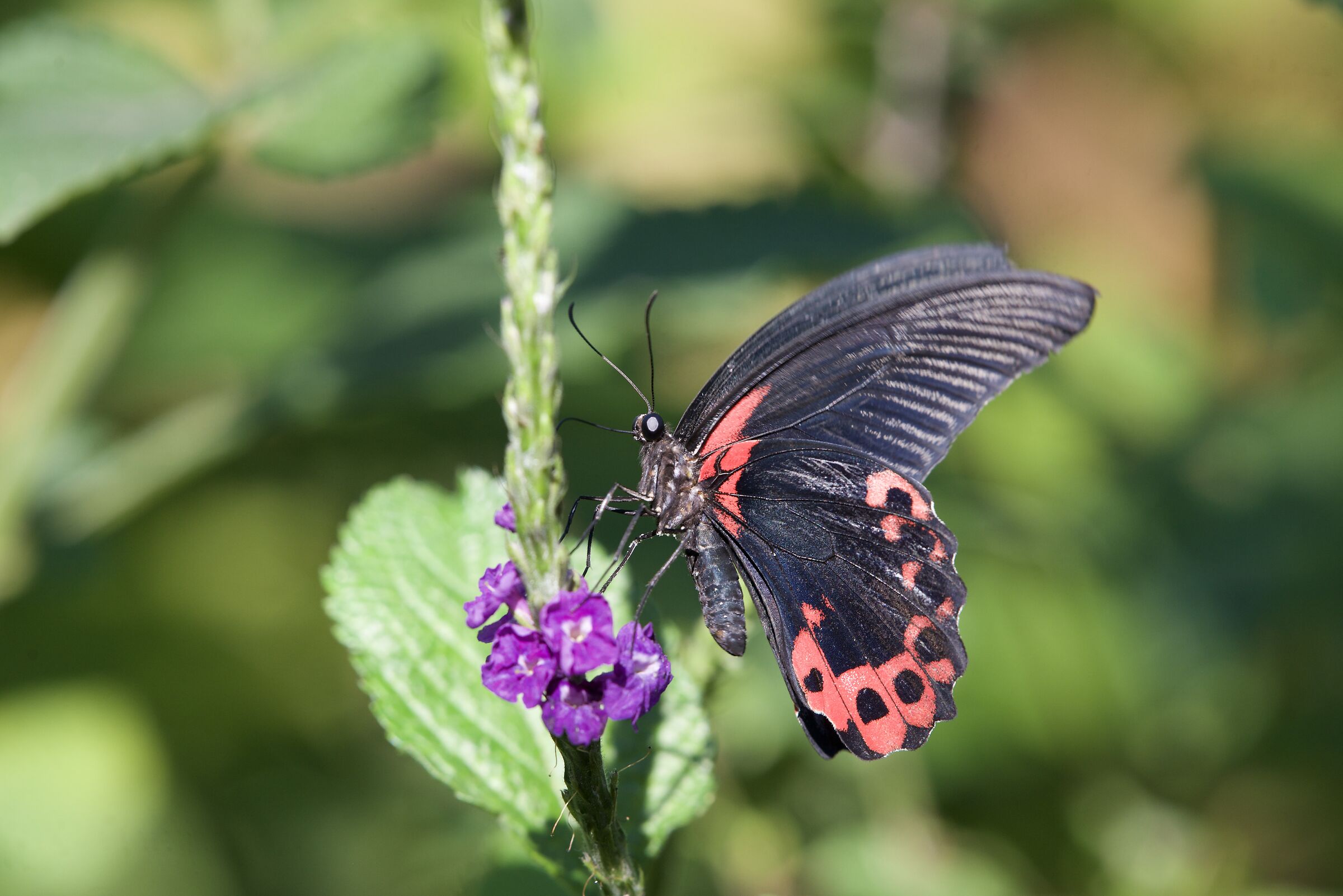 Butterfly 2