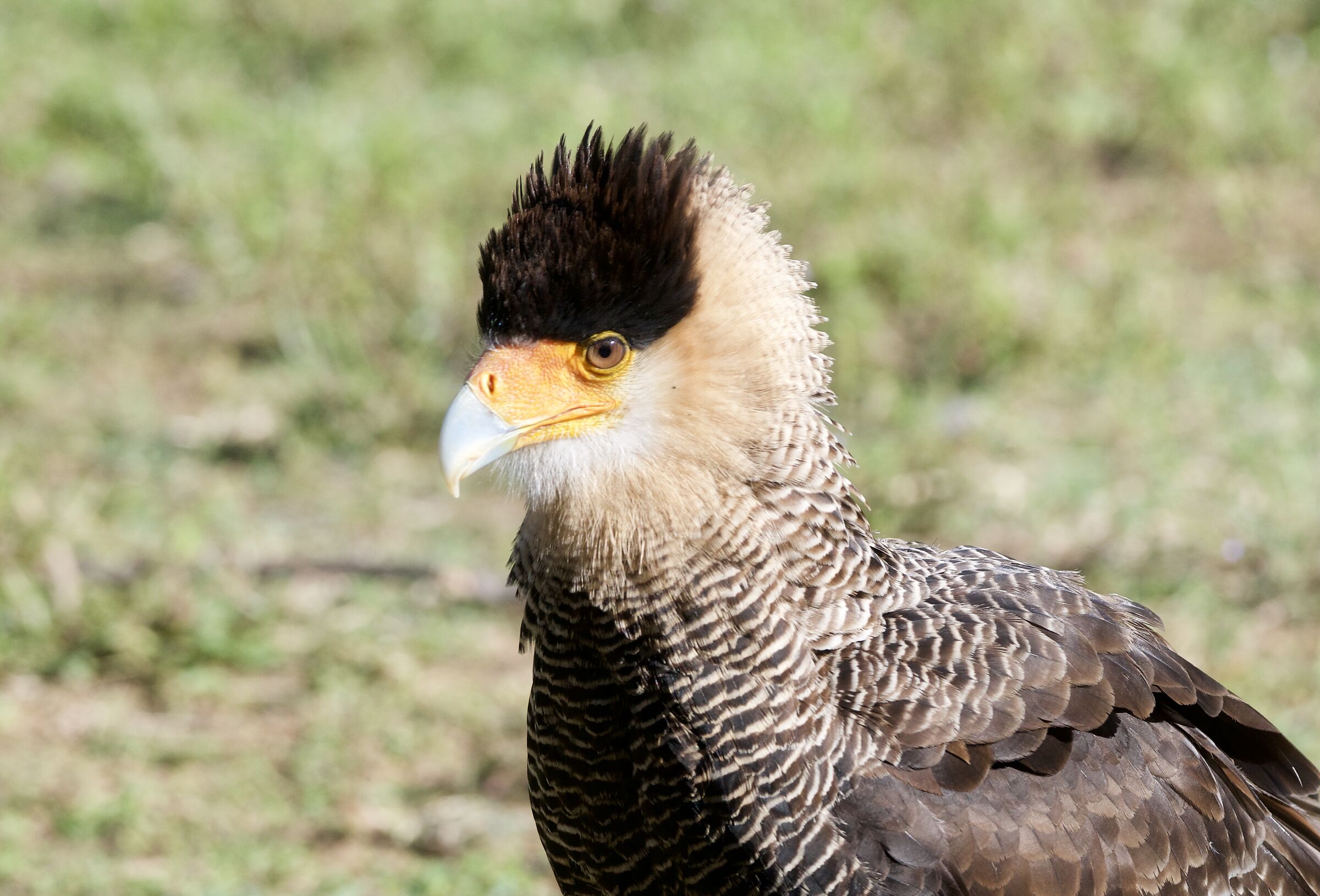 Caracara, Masa
