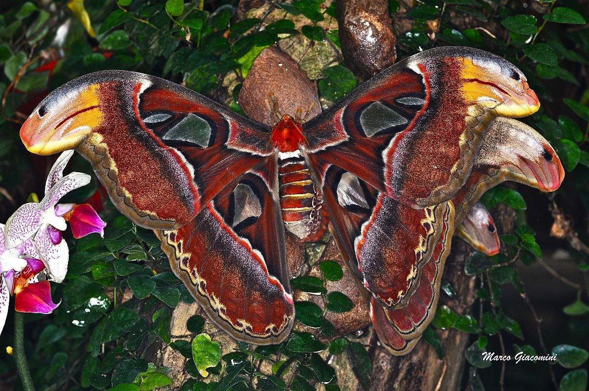 tropical butterfly in Bordon