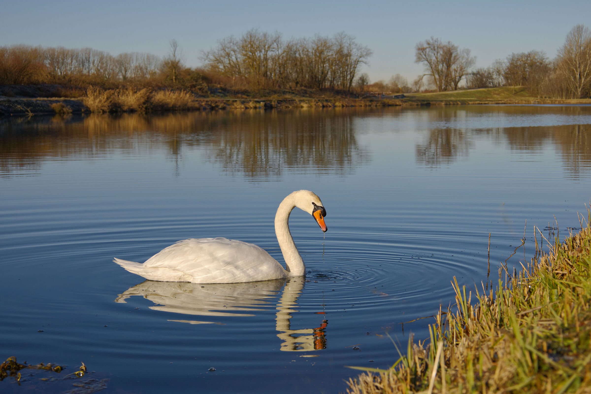 Cigno solitario