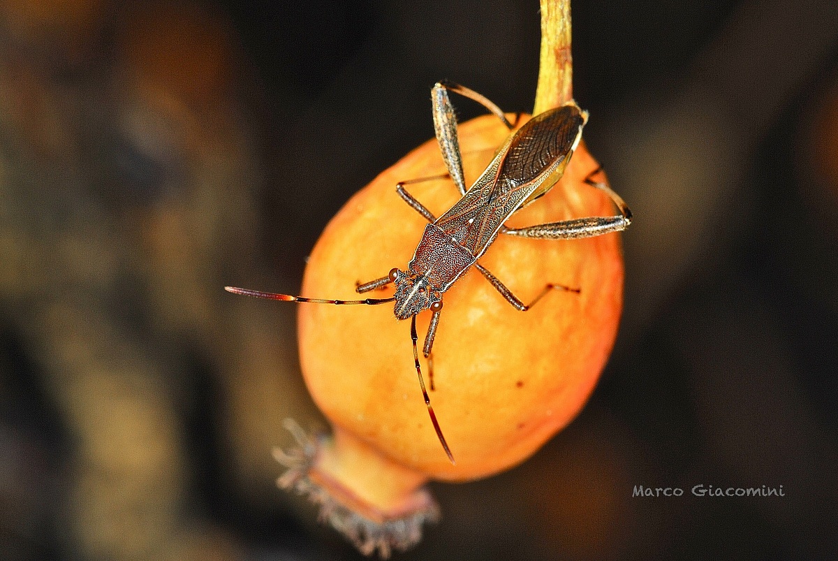 insect on berry
