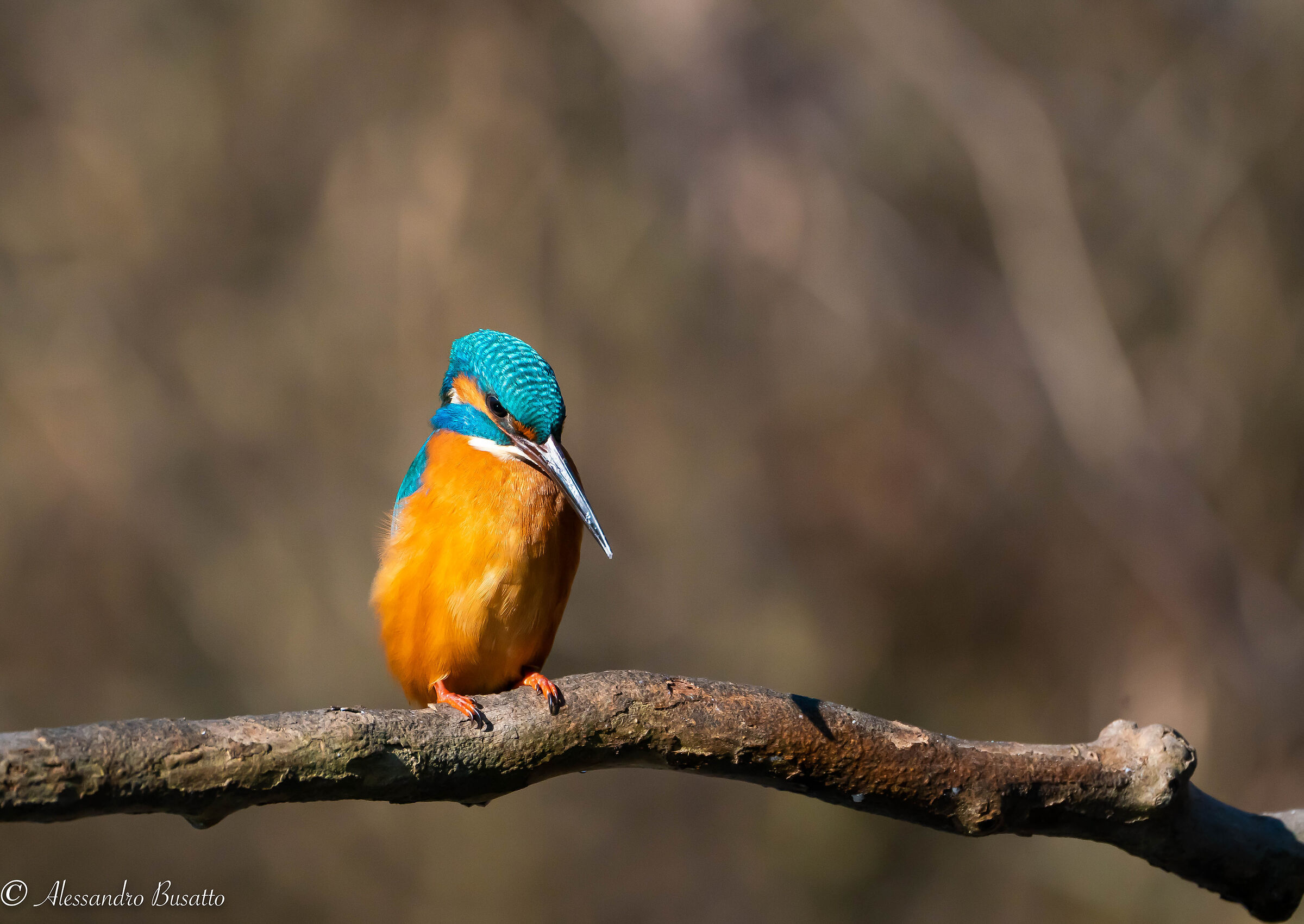 Concentration before dip