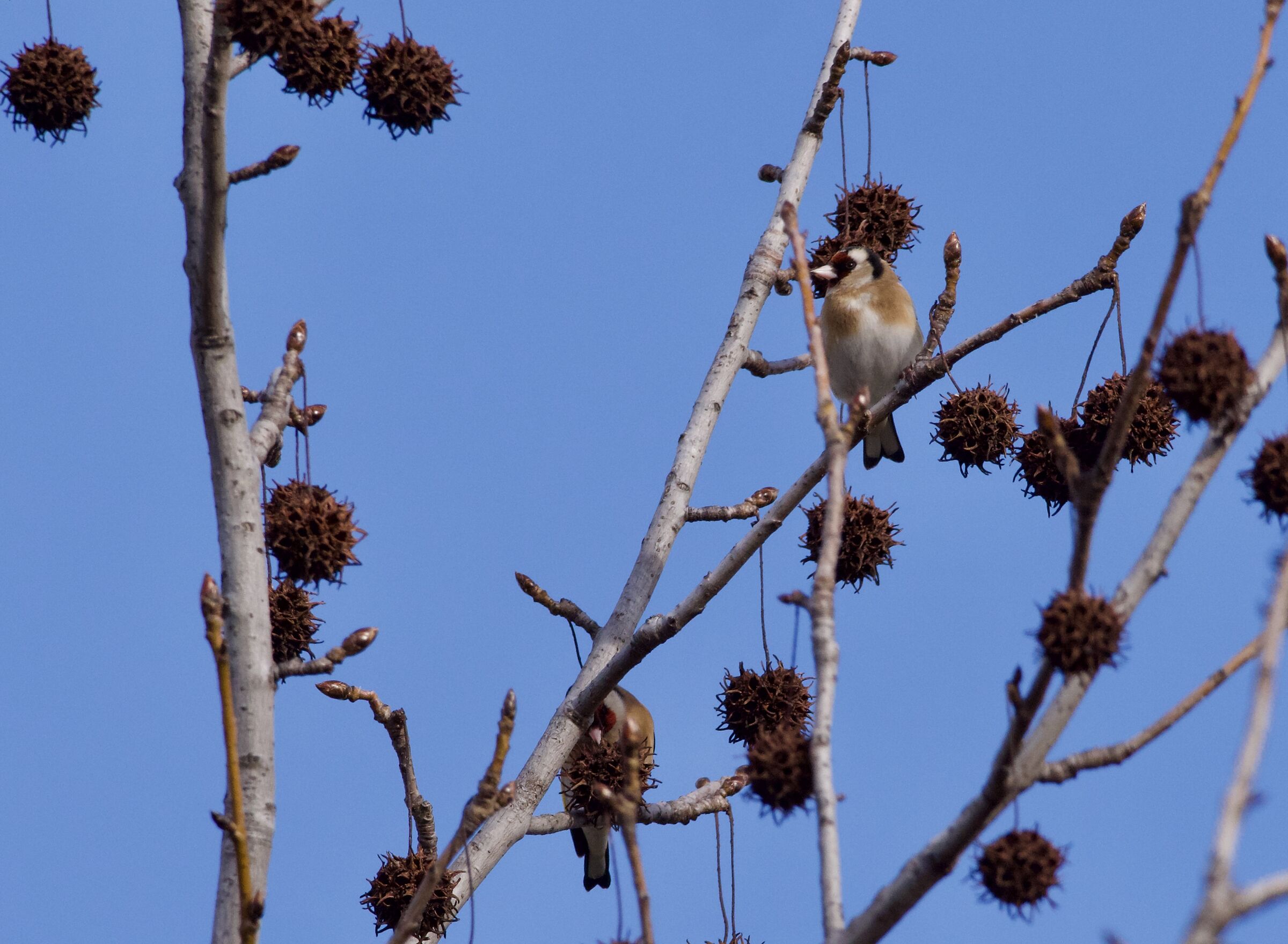 Pair of shy goldfinches