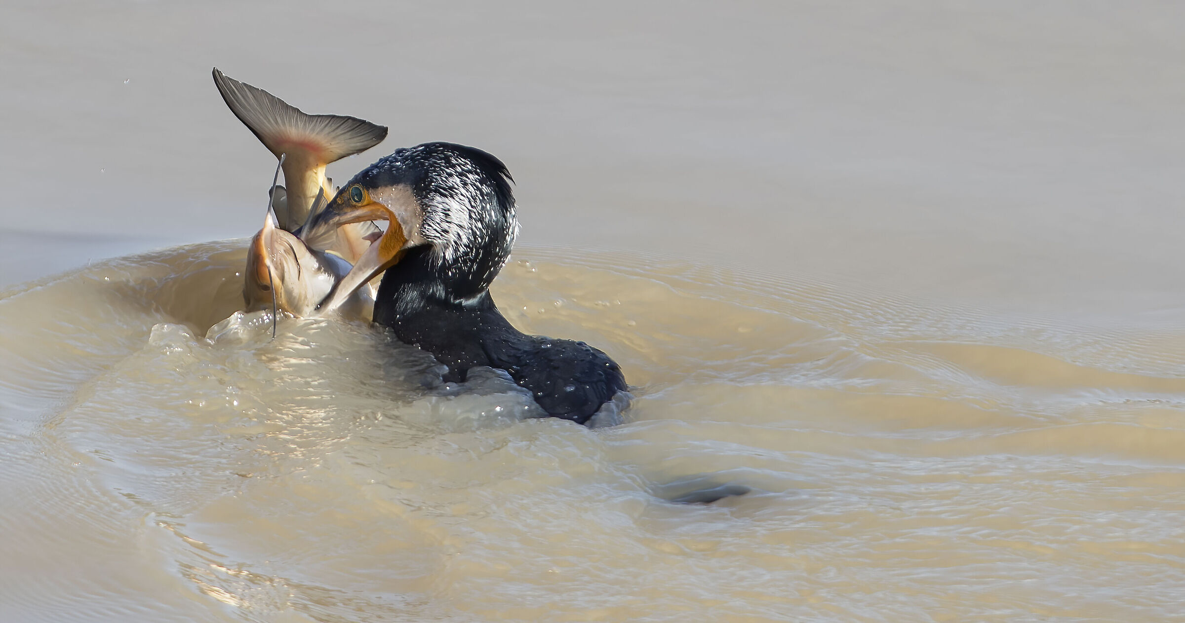 wilder than after the storm