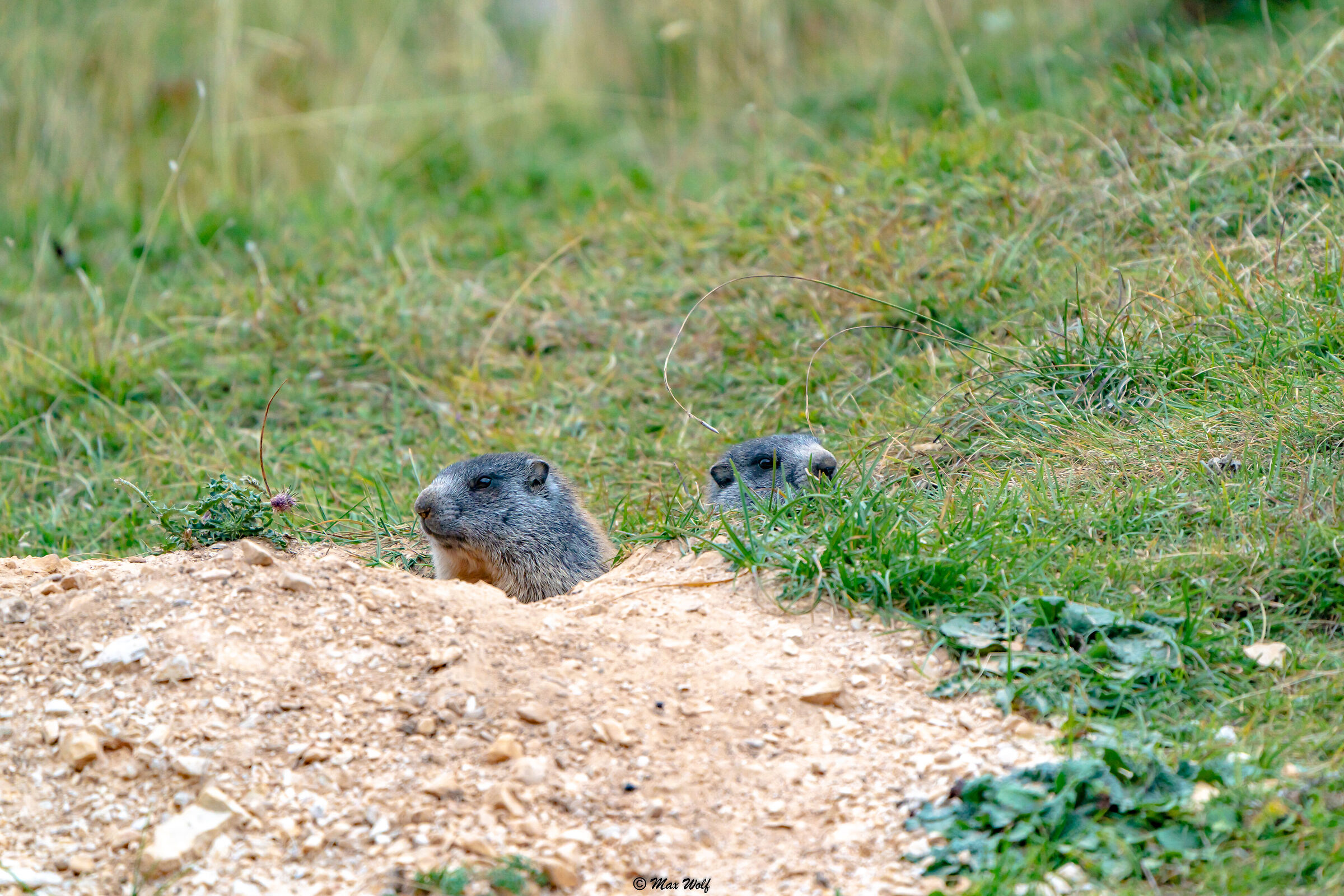 Marmot Cubs