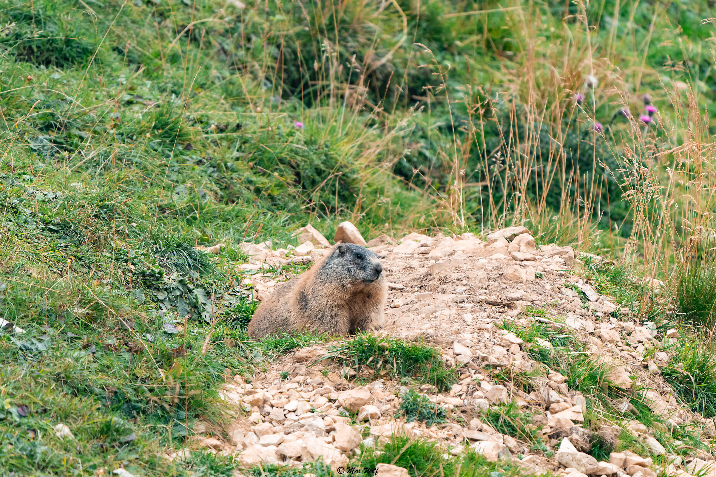 Mom Marmot