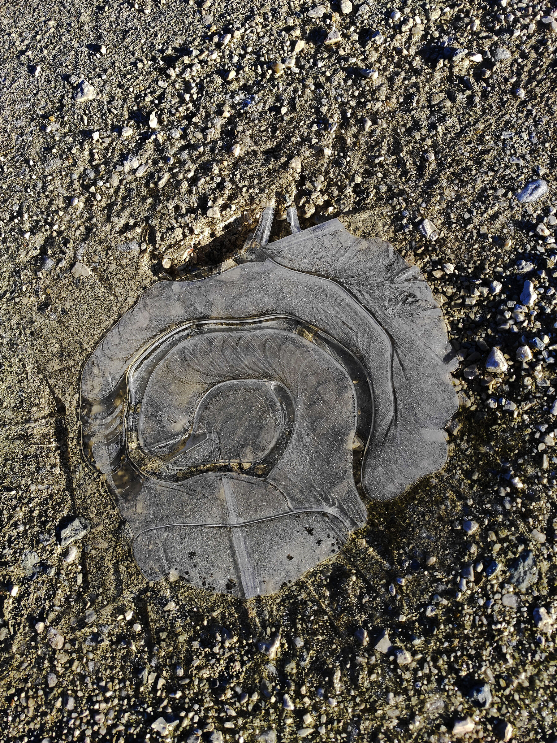 Coreografie di ghiaccio