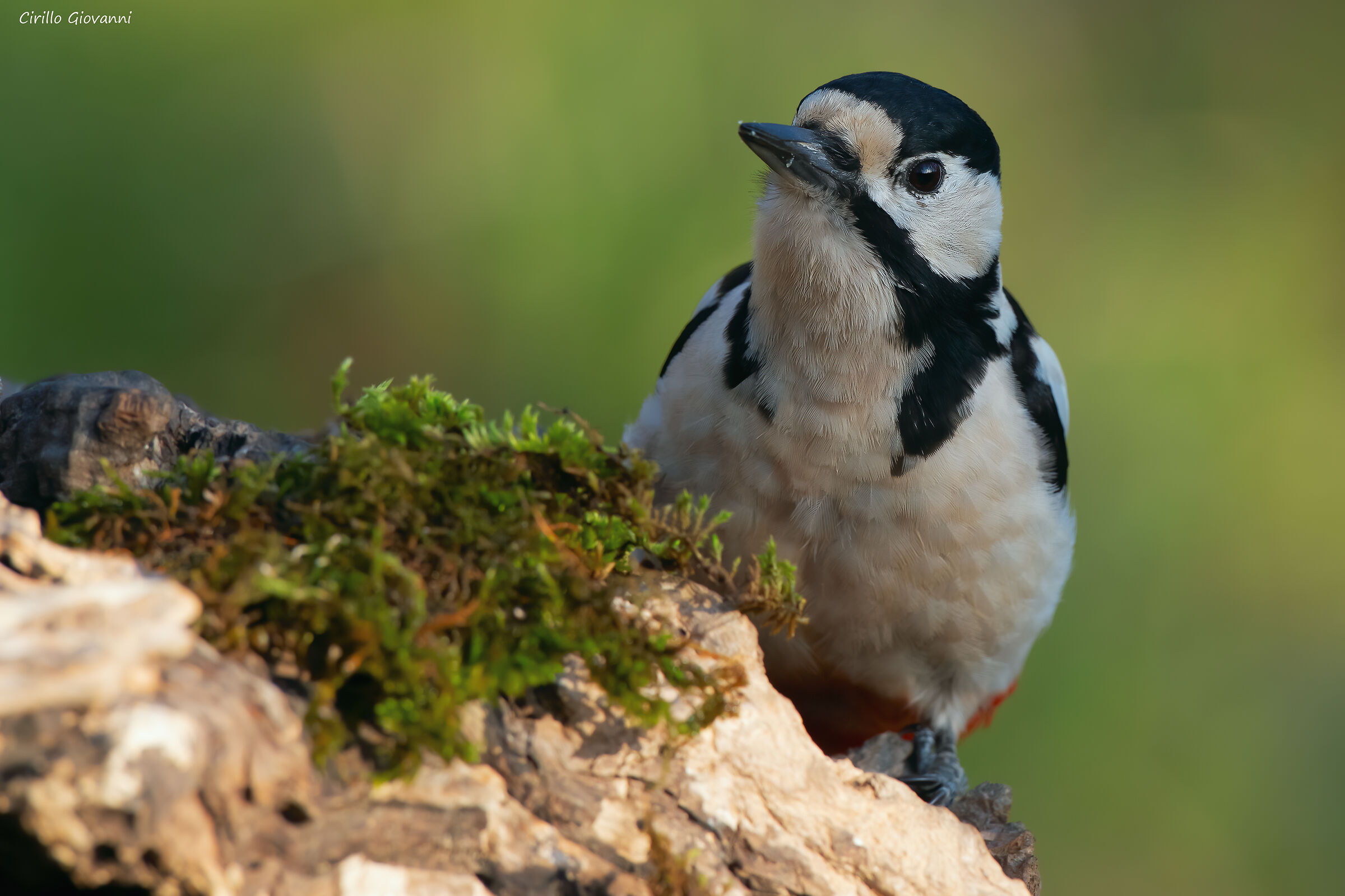 picchio rosso maggiore