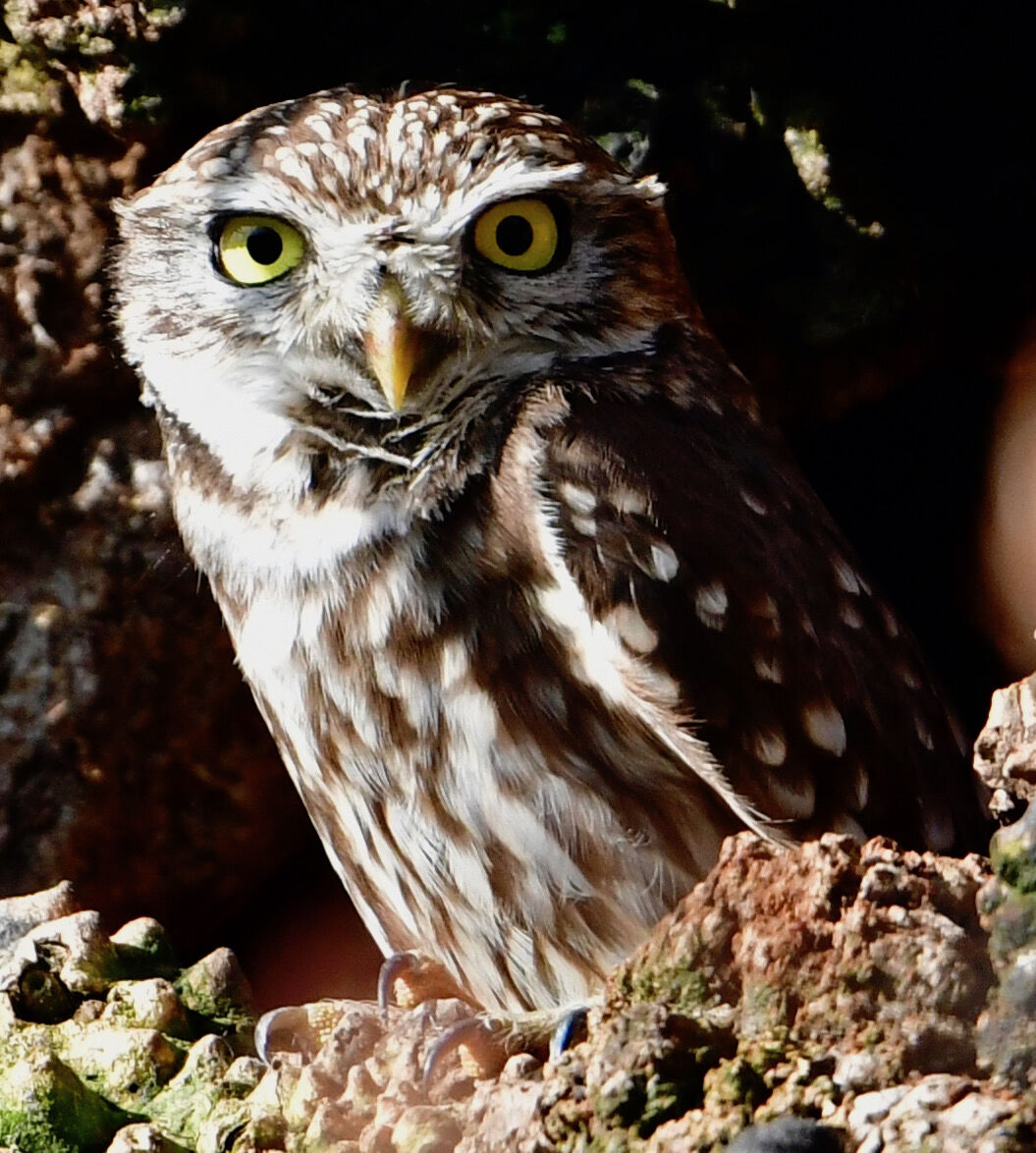 Owl