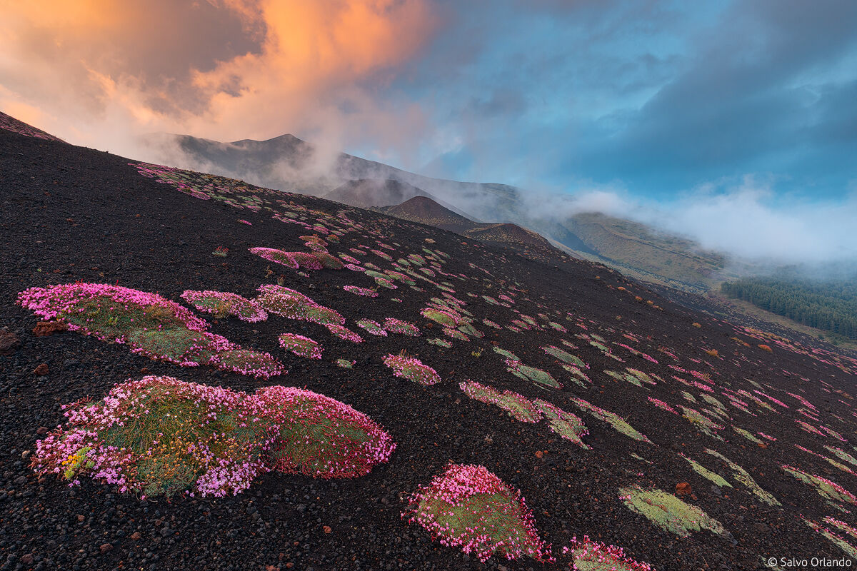 Volcanic wild flowers
