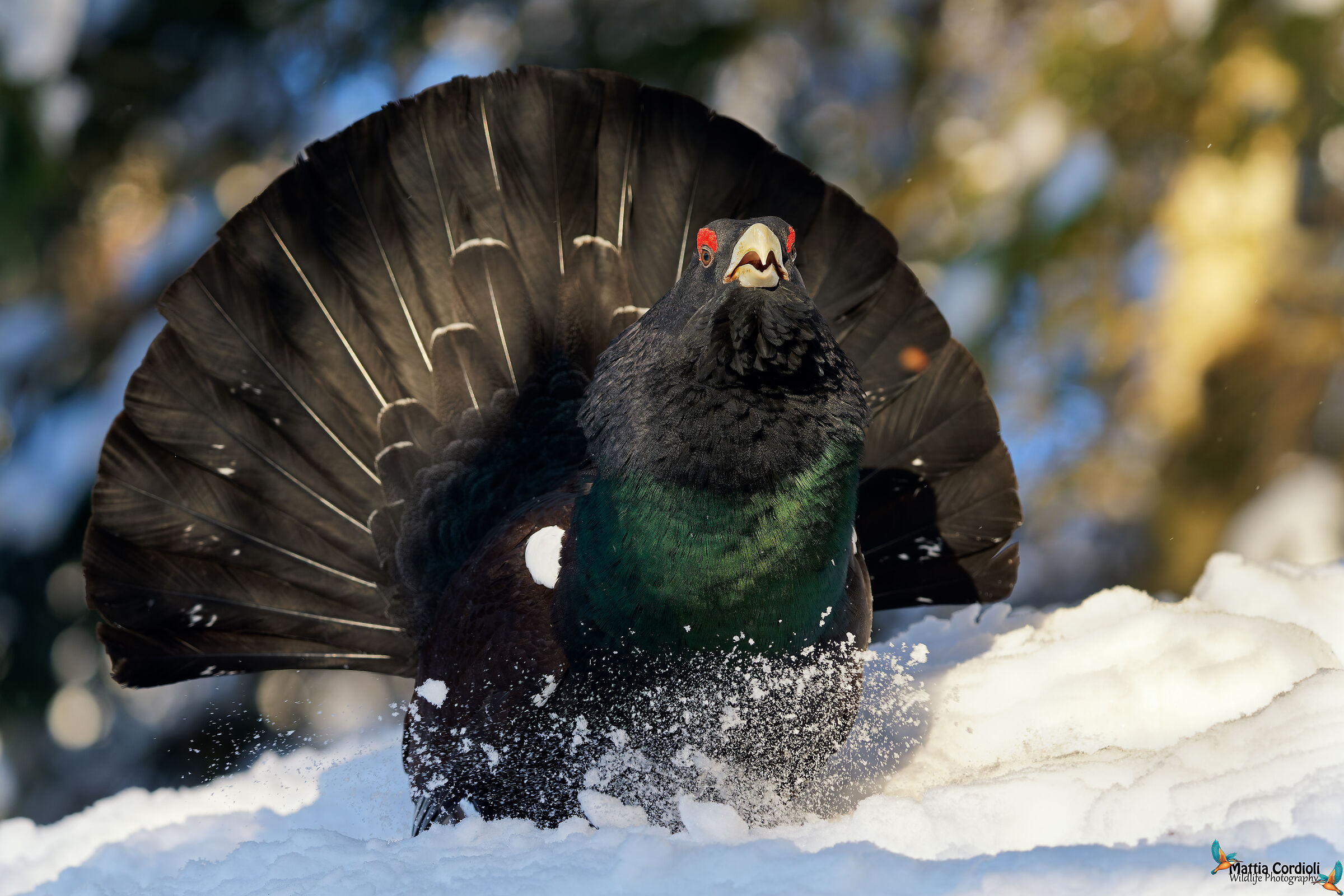 Front charge... Grouse...