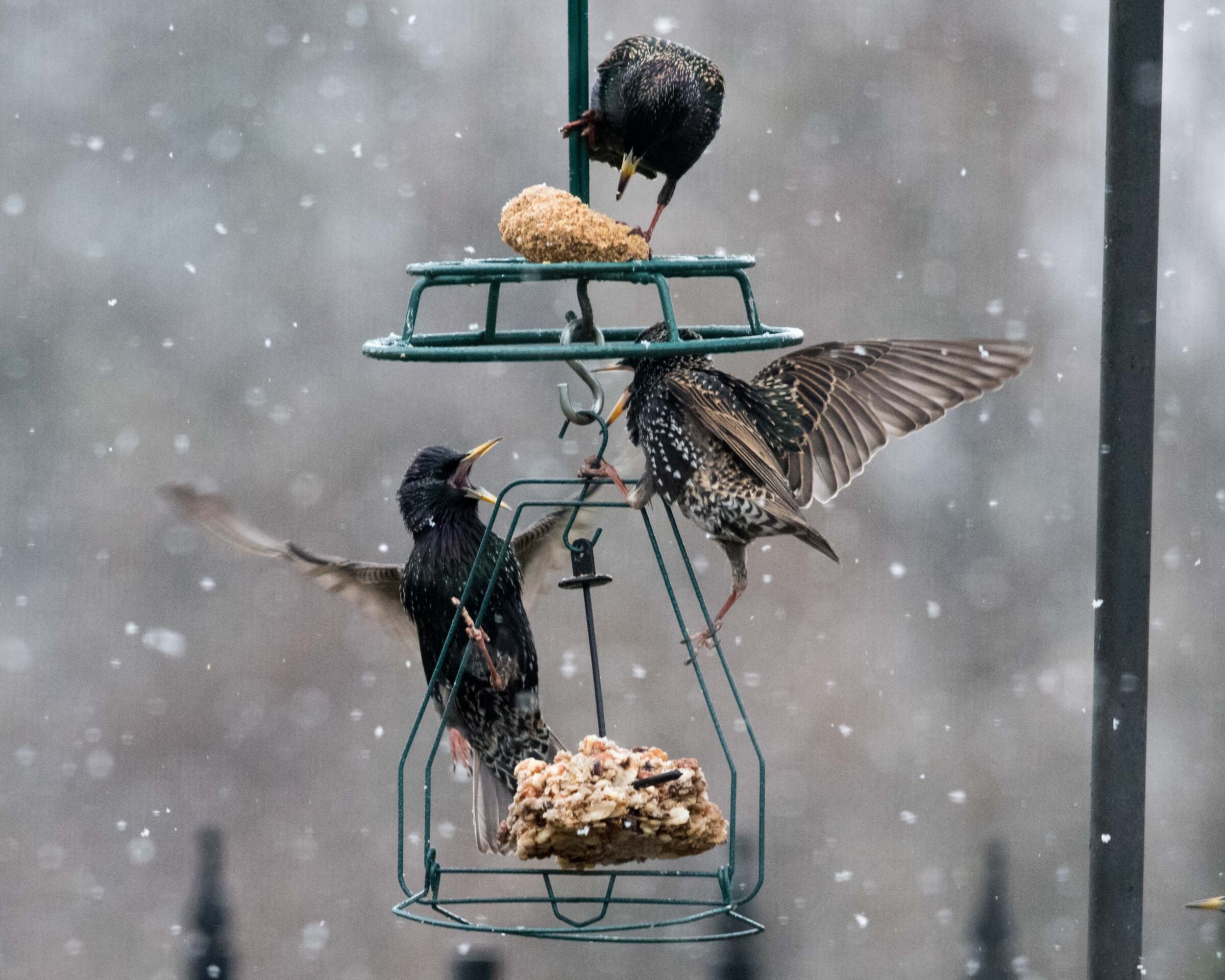 Starlings first snow flurries of 2021 III