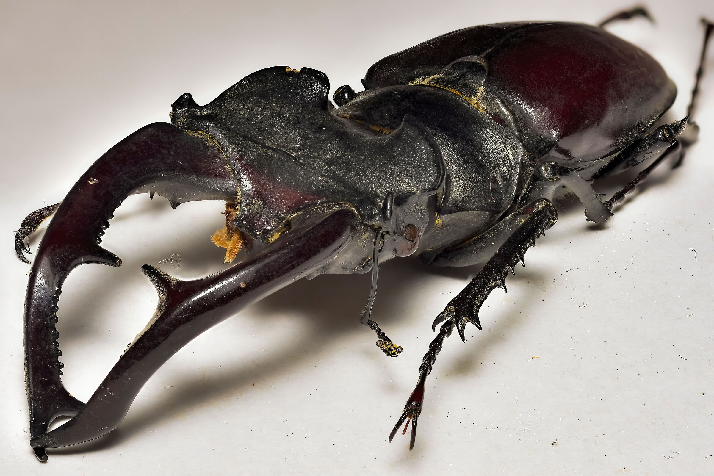 Accatastamento lucano caervus
