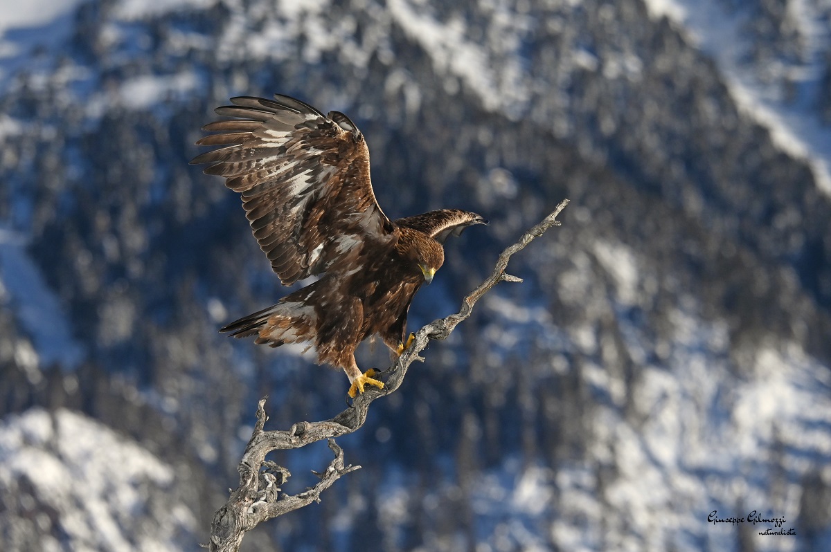 Sua maestà la Regina