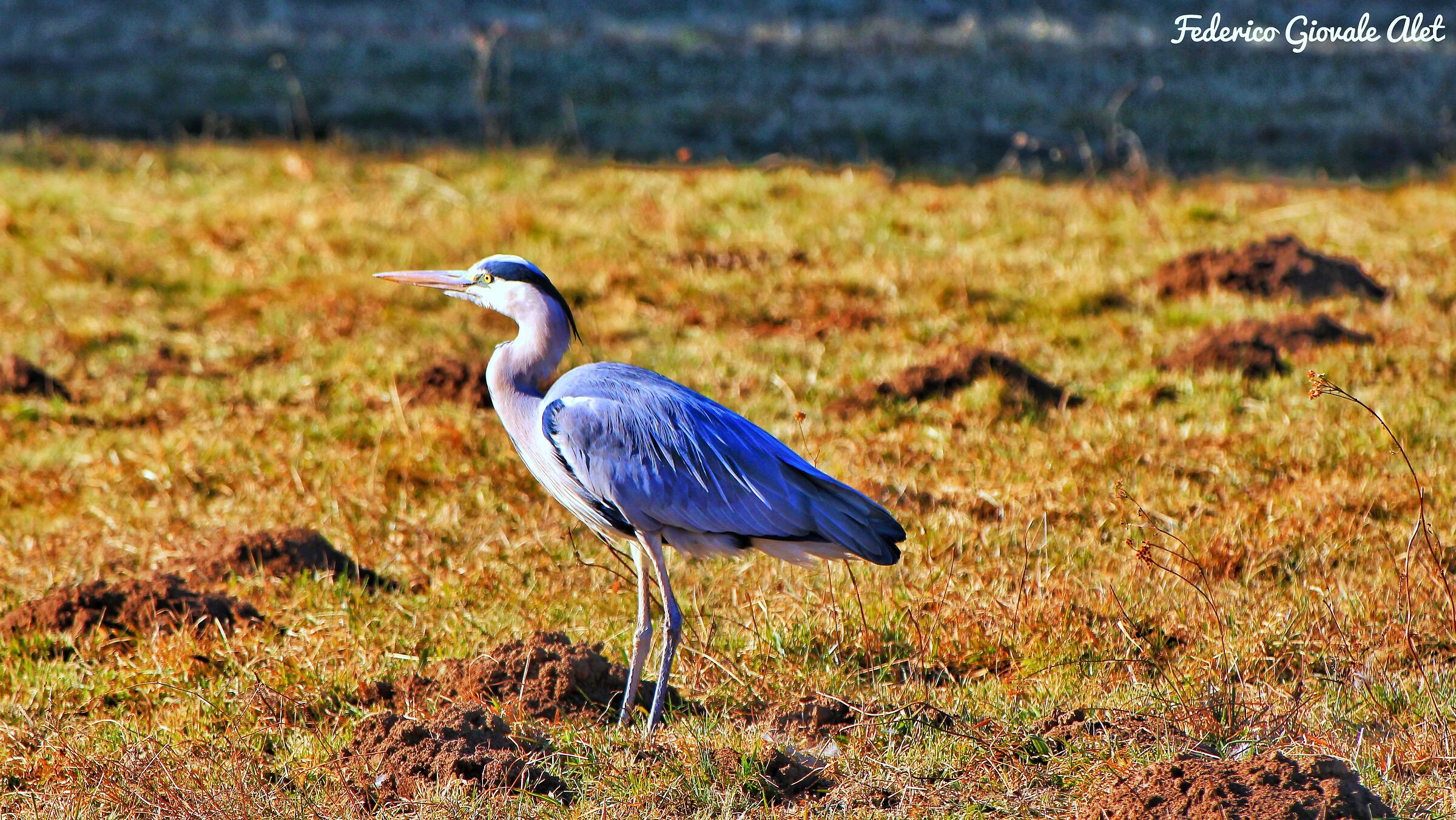 Heron Cenerino