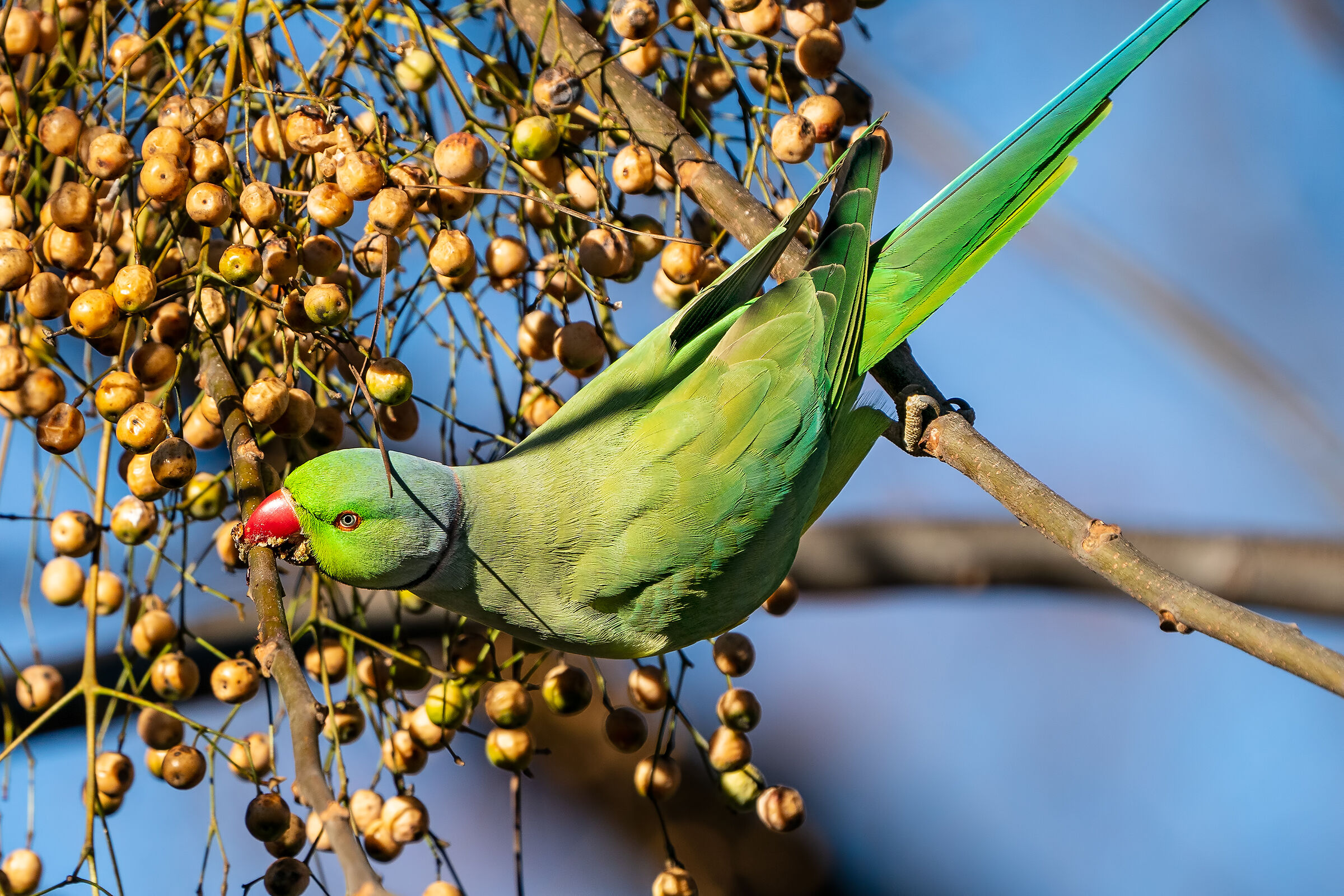 The Wolverine - Collared Parakeet